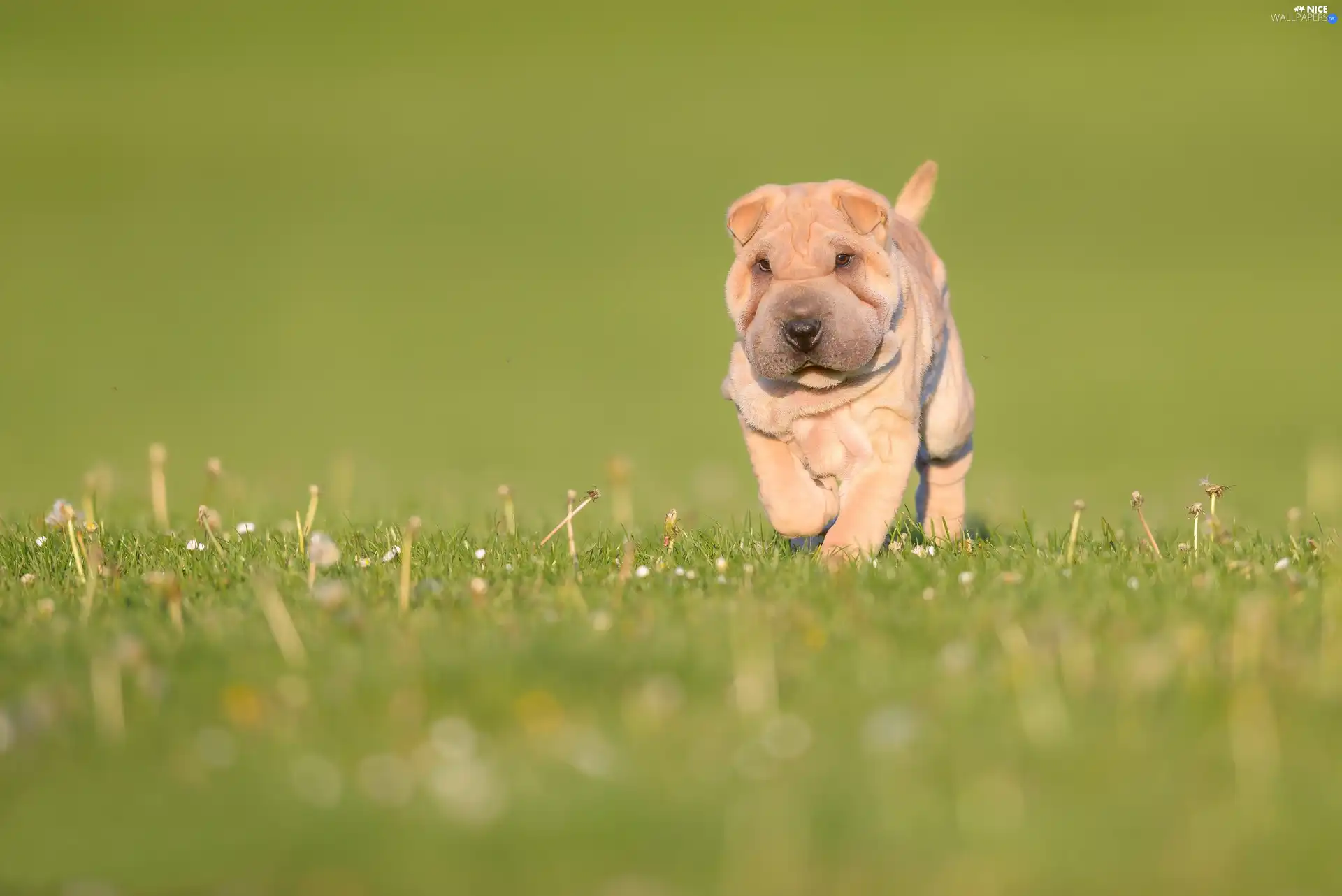 Meadow, grass, Puppy, Shar Pei, dog