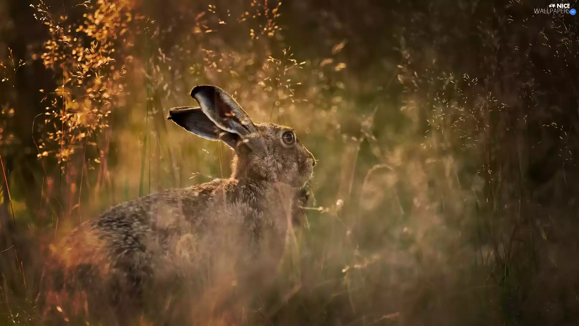 grass, Wild Rabbit, Meadow