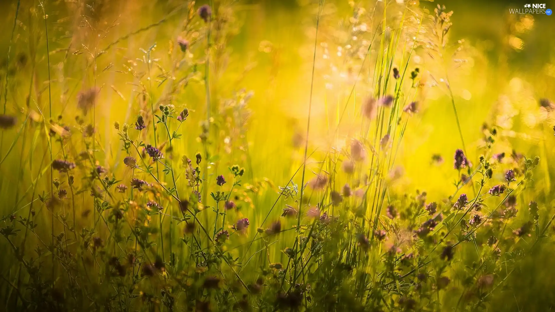 grass, Wildflowers, Meadow, Flowers
