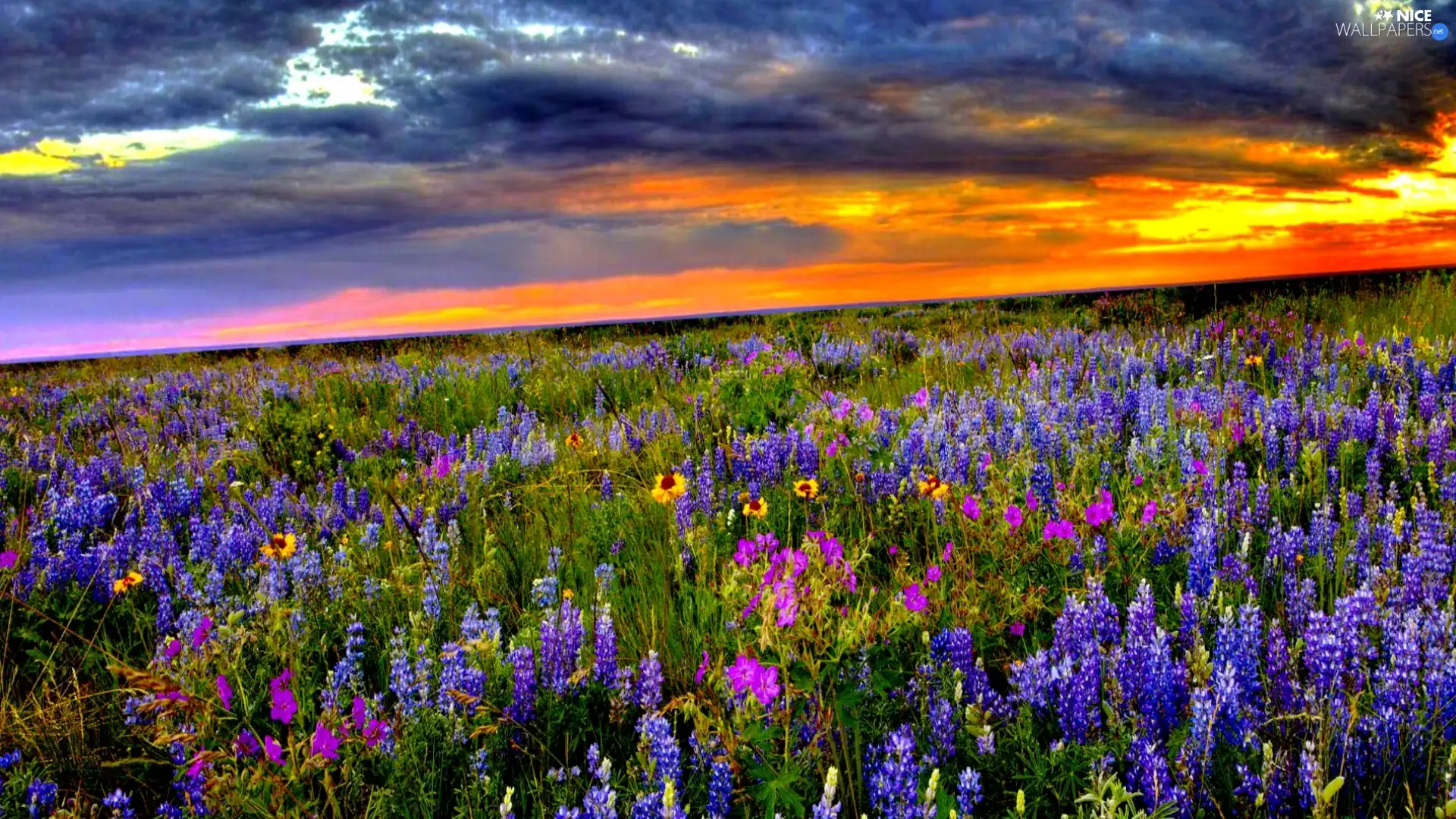 lupine, Great Sunsets, Meadow