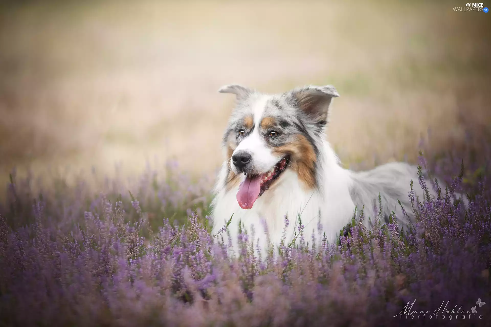 heather, Australian Shepherd, Meadow
