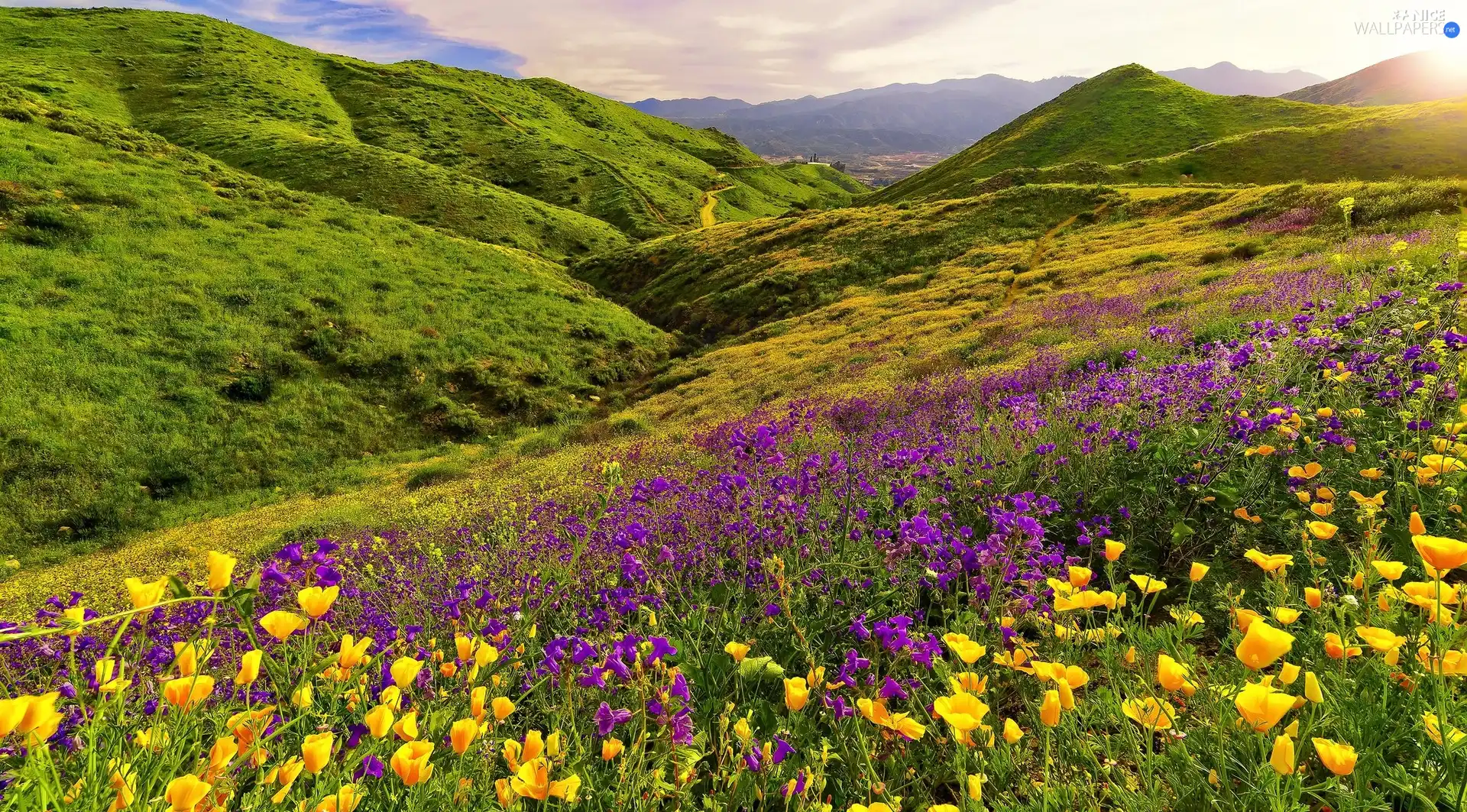 The Hills, Mountains, Meadow, Flowers
