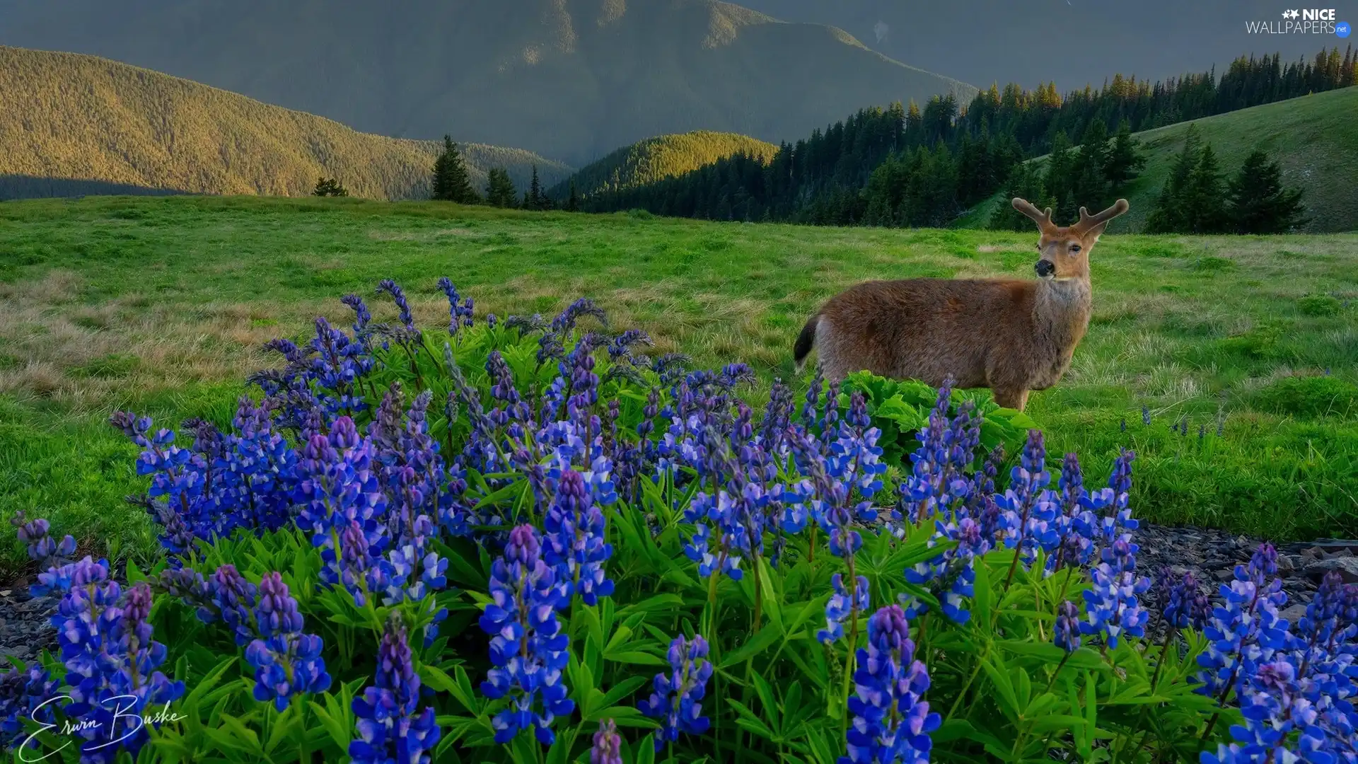 Meadow Mountains Lupine Fawn Flowers Car In The Meadow Nice