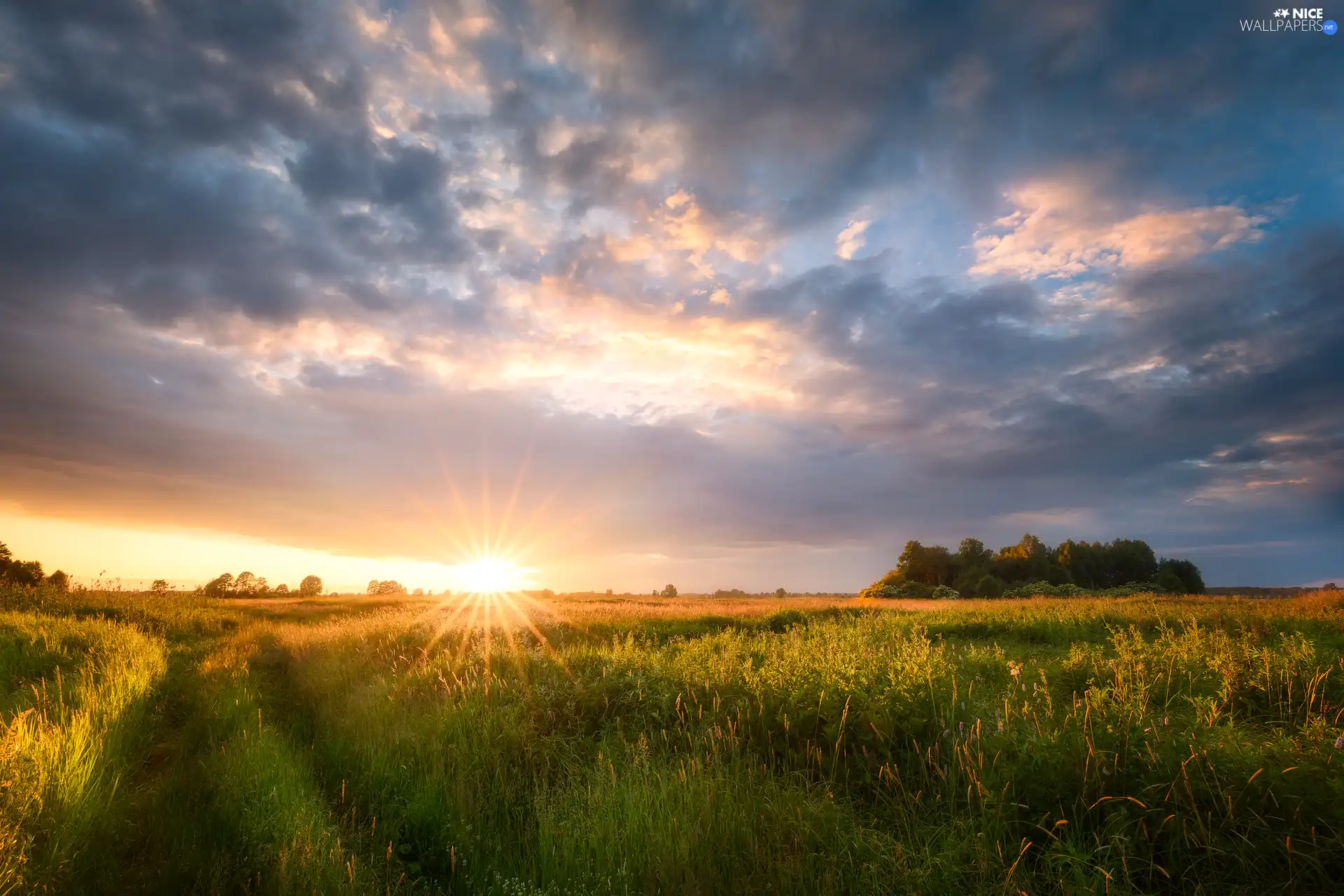 viewes, rays of the Sun, grass, trees, Meadow