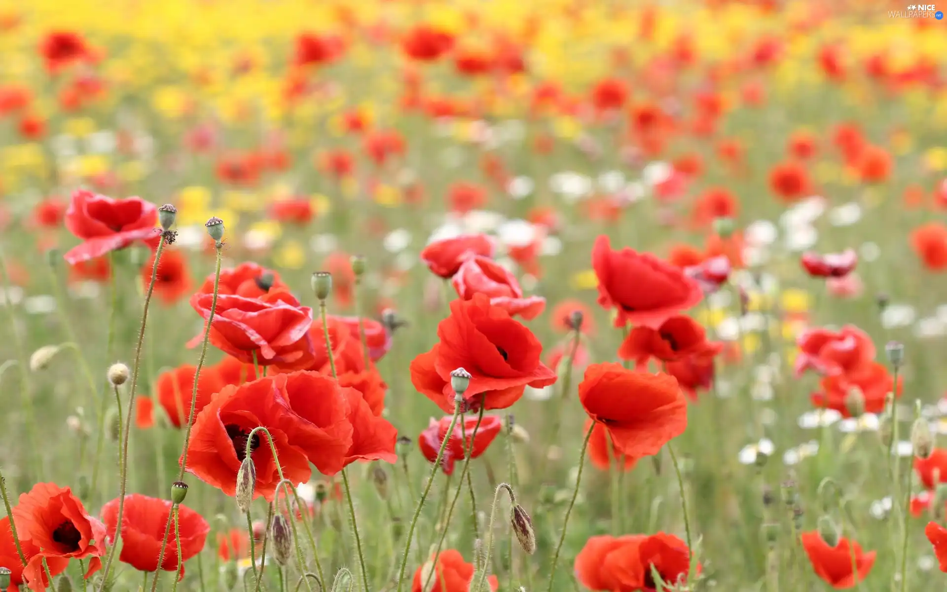 Meadow, Red, papavers