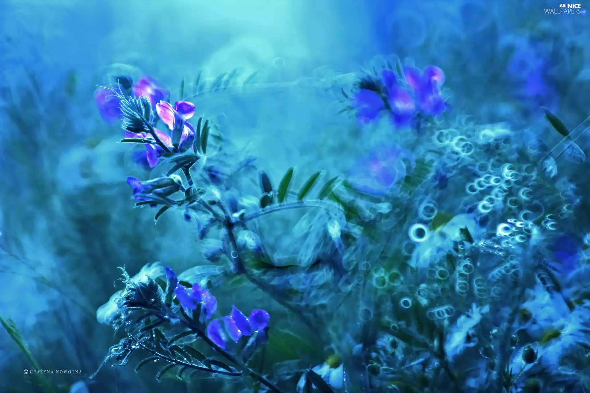 Plants, evening, Bokeh, Meadow