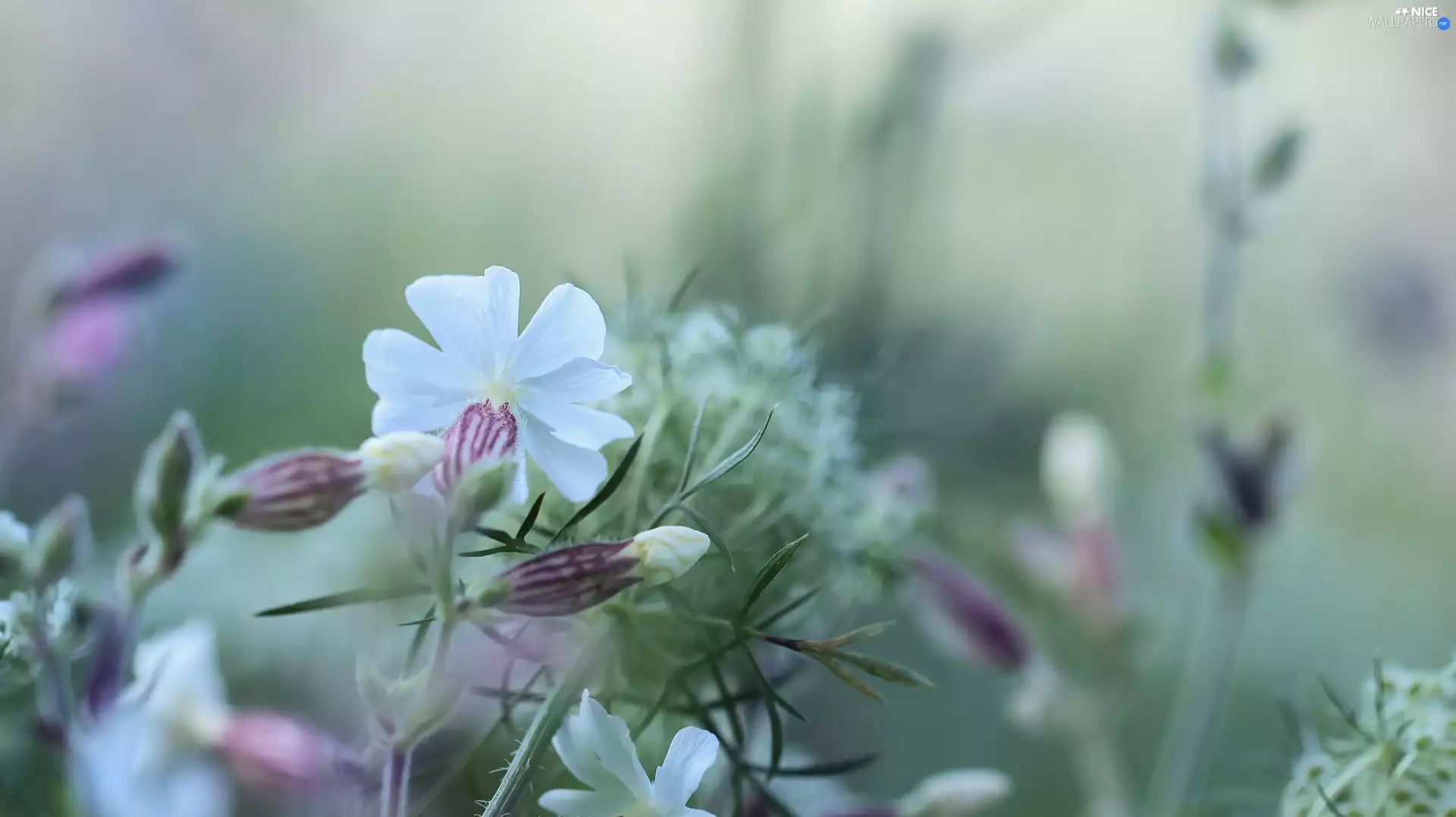 Plants, Silene Vulgaris, Meadow