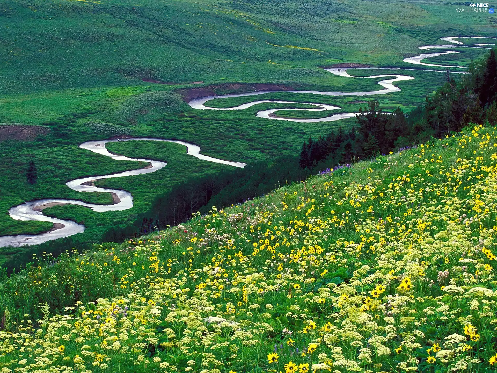 River, Meadow