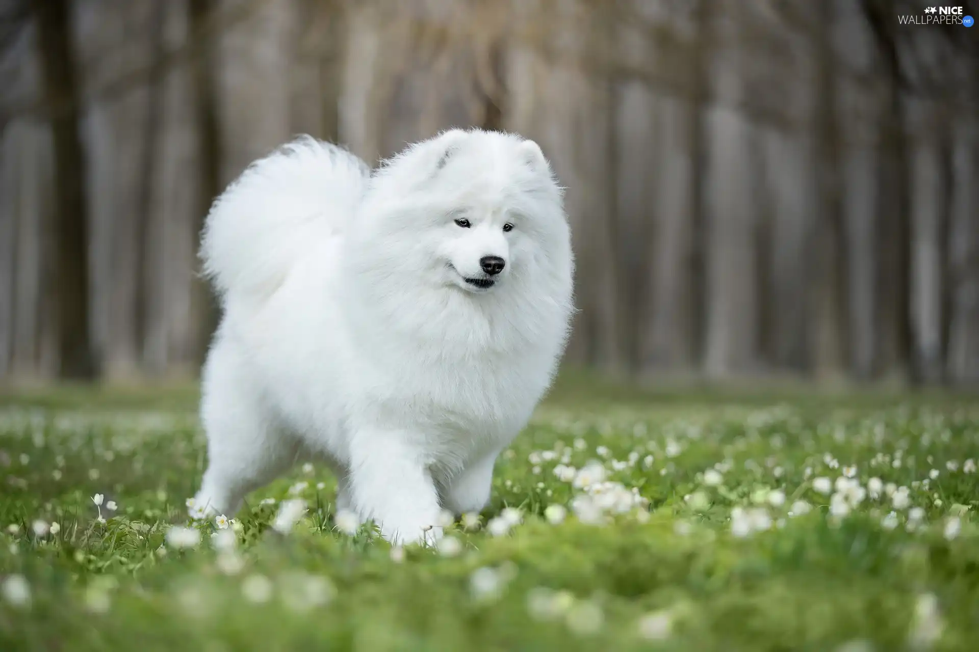 Meadow, dog, Samojed