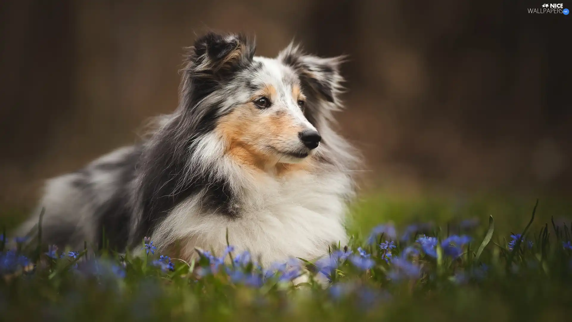 Flowers, shetland Sheepdog, Meadow