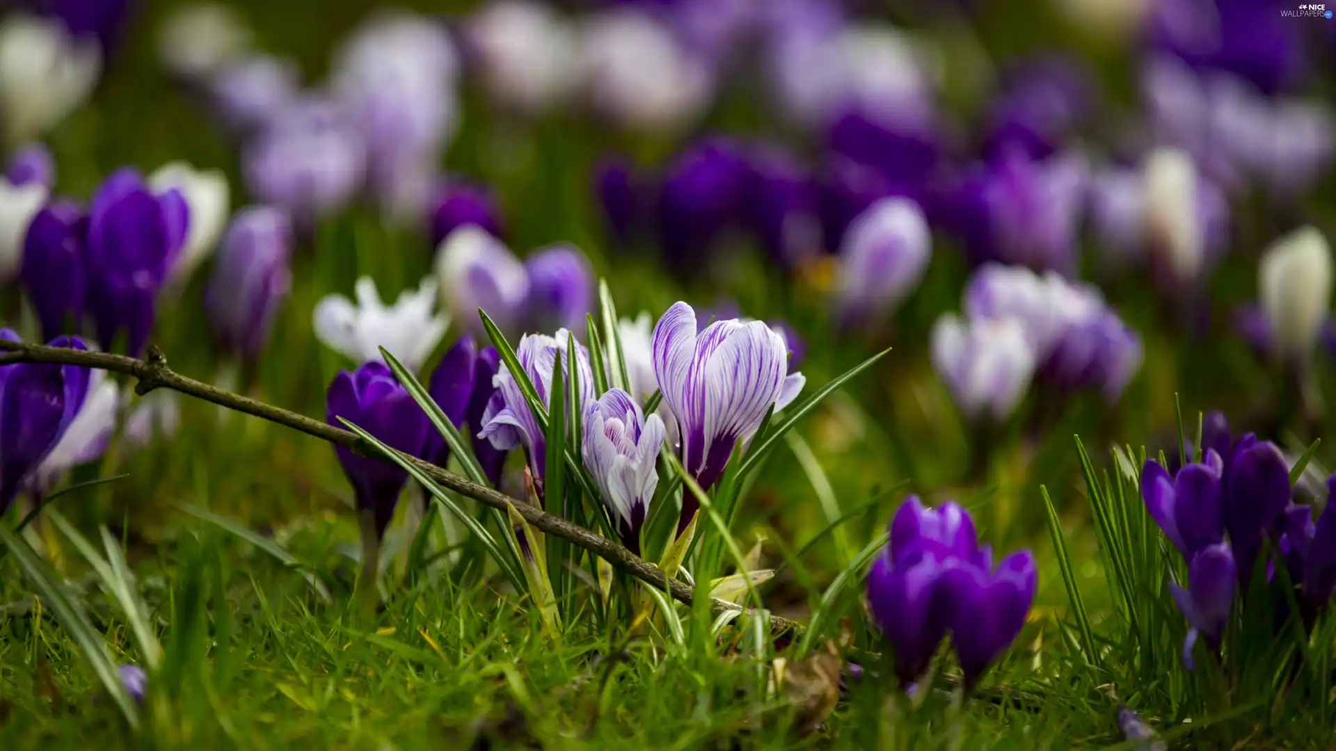 Meadow, crocuses, Spring