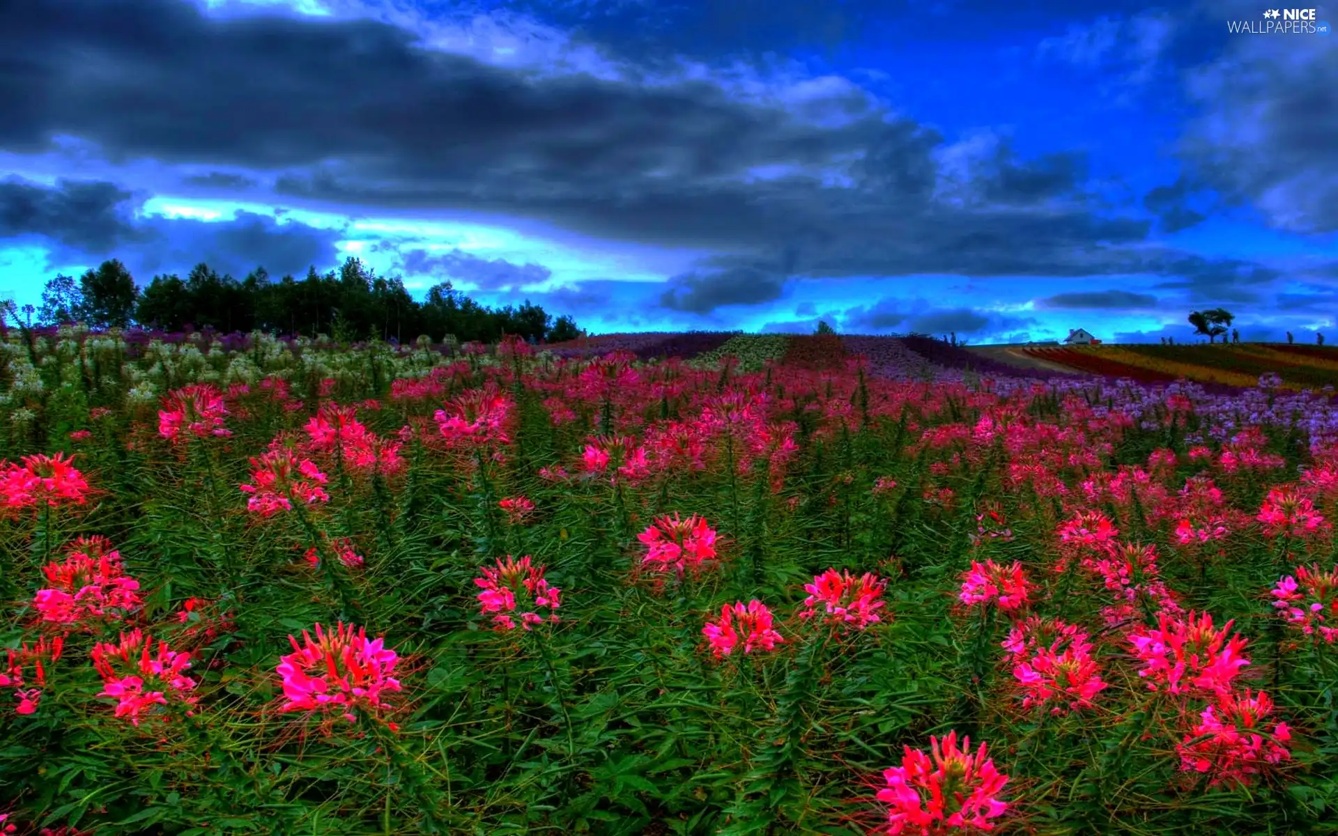 Spring, Flowers, Meadow, Field