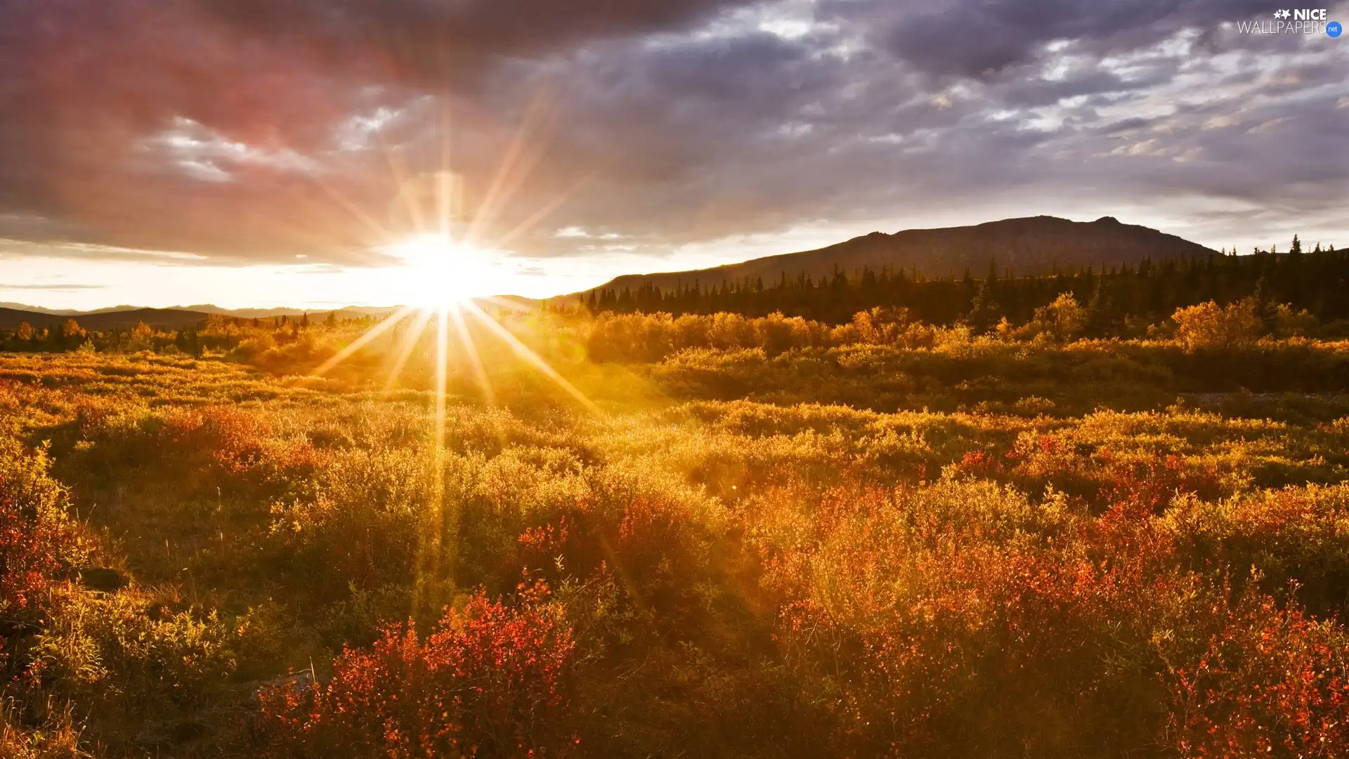 Meadow, rays, sun