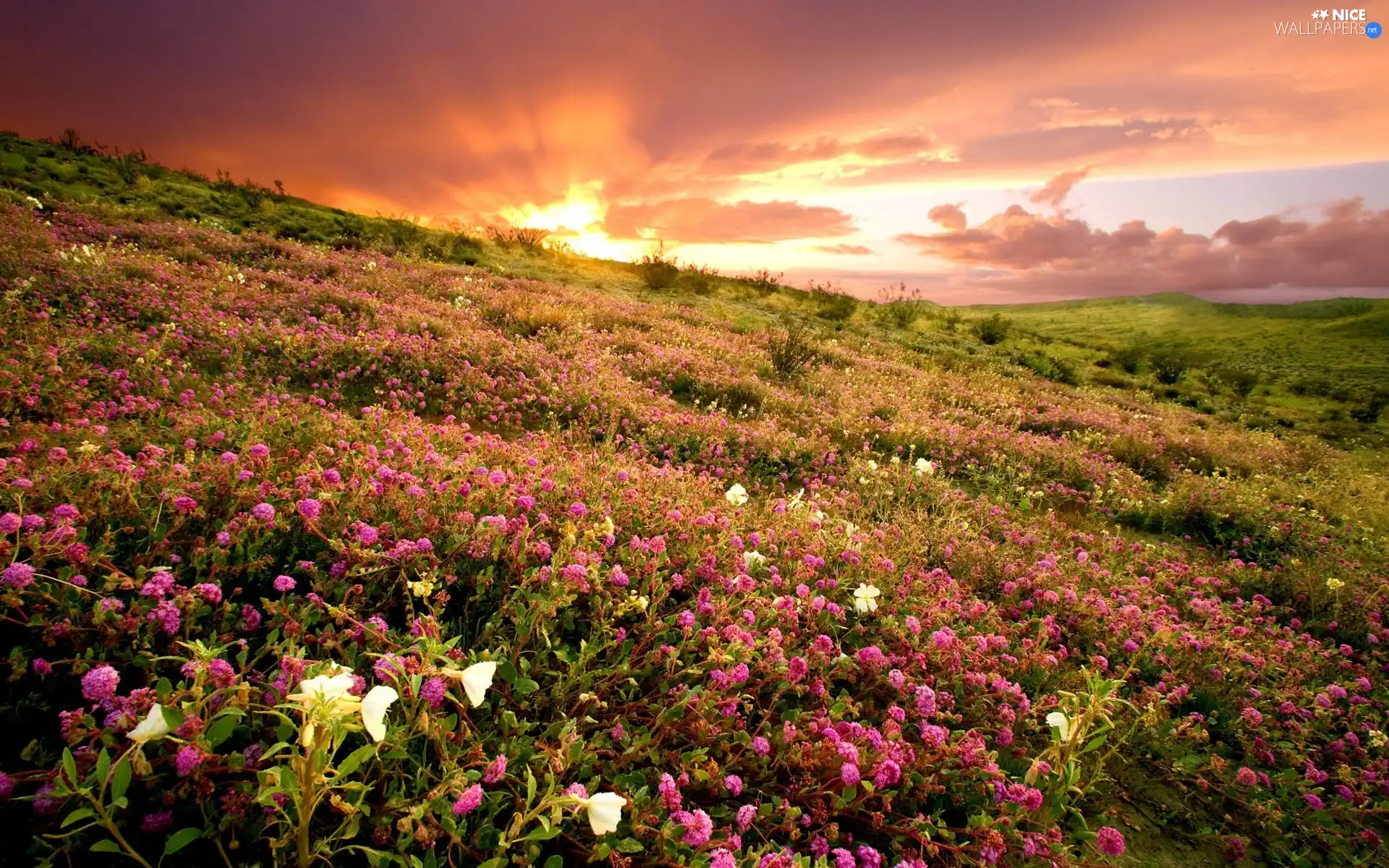 Meadow, west, sun