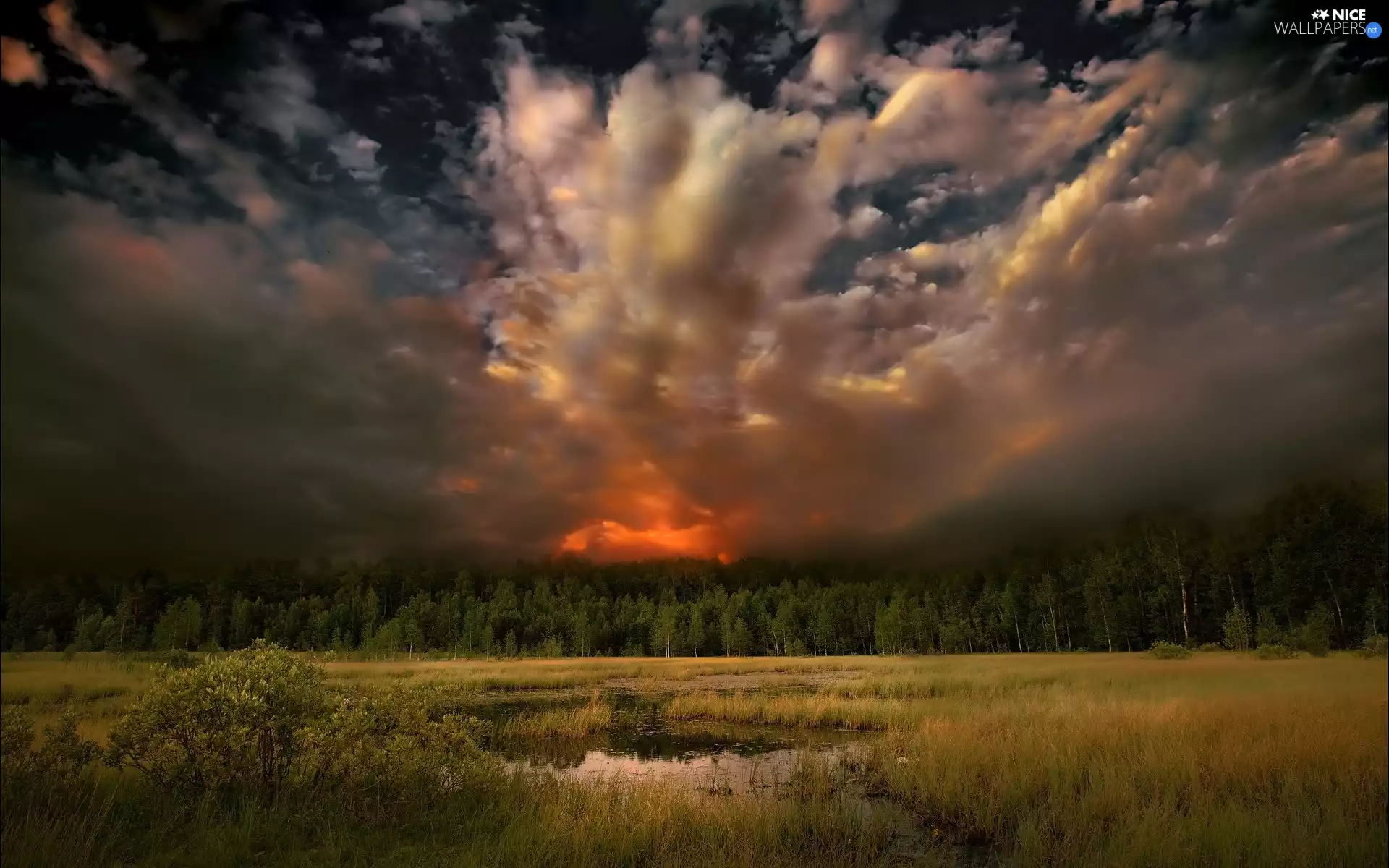 swampy, forest, clouds, Meadow