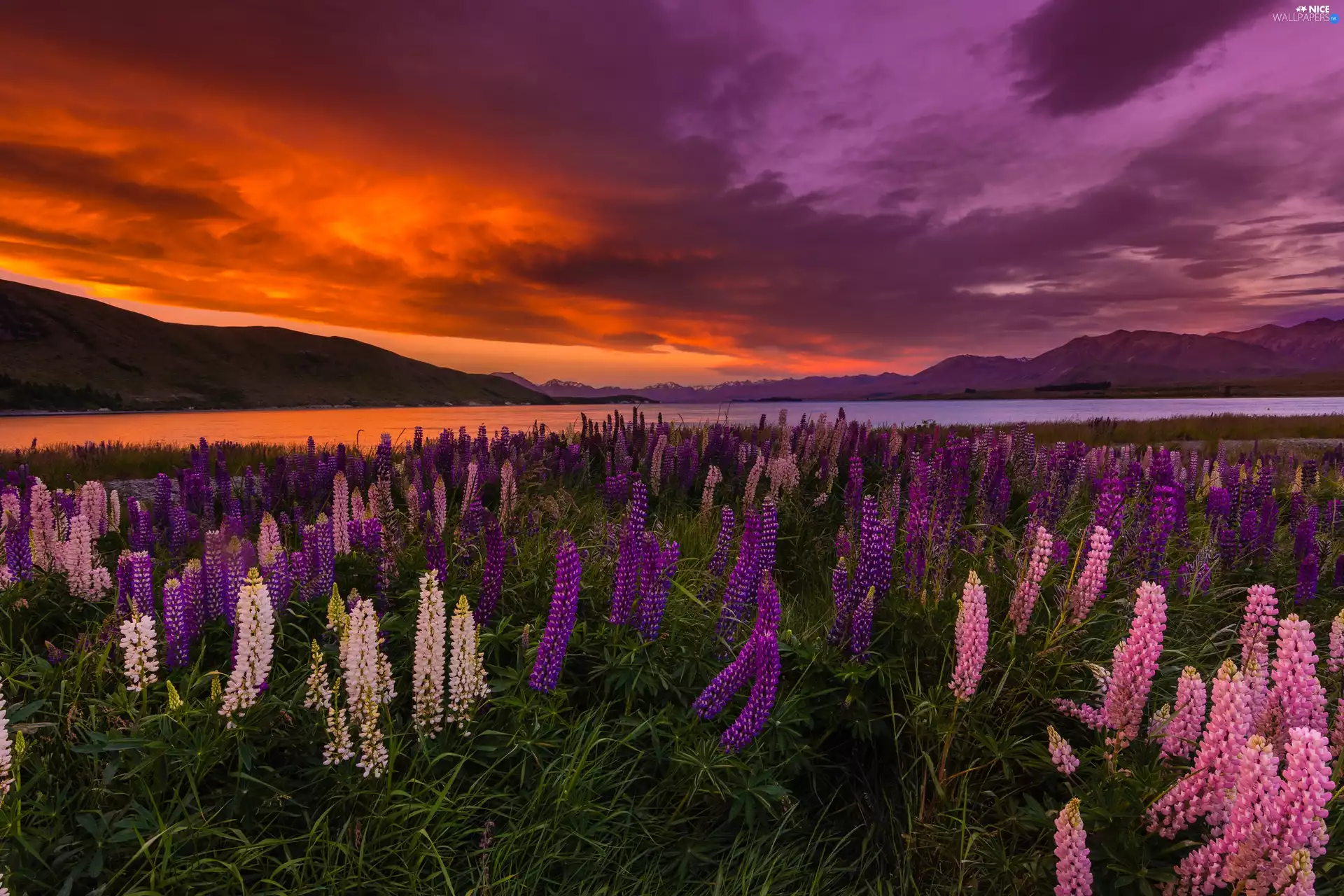 Meadow, New Zeland, Great Sunsets, Mountains, Tekapo Lake, lupine