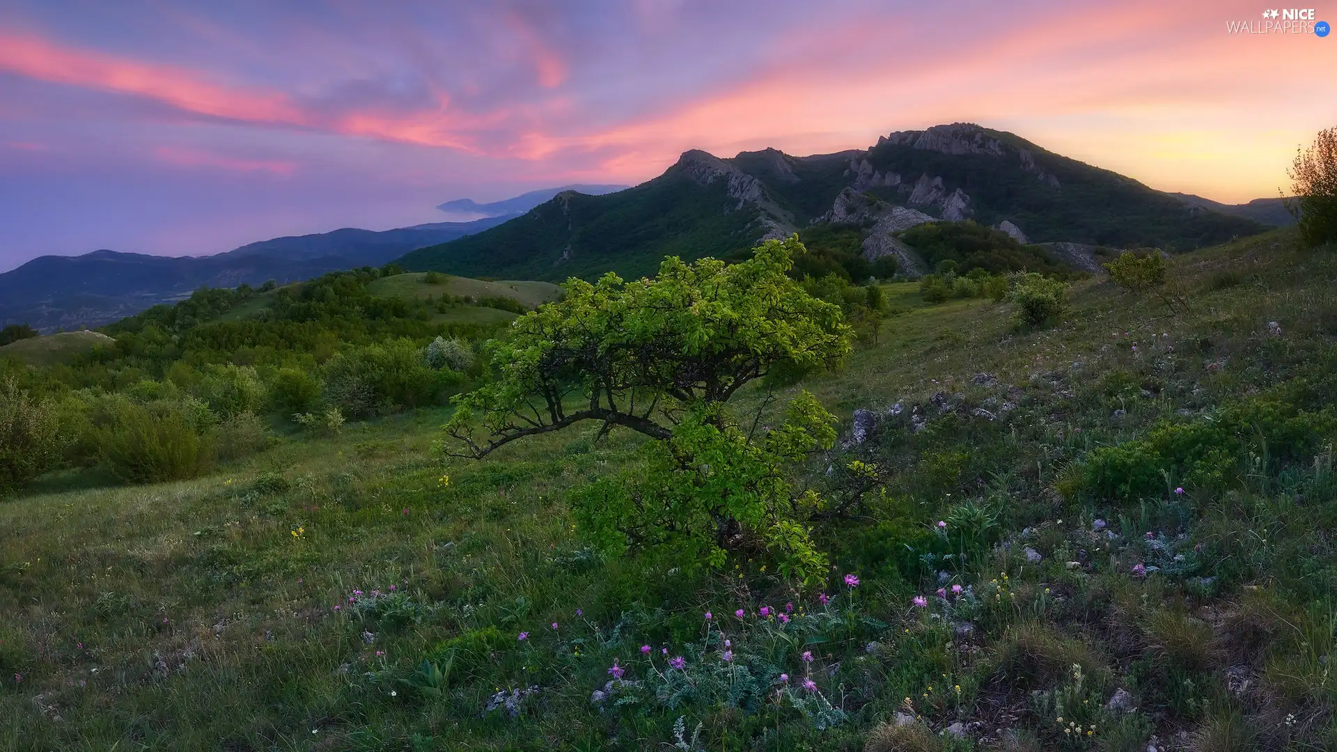 Flowers, Mountains, trees, Meadow, Hill, Wildflowers, Sunrise