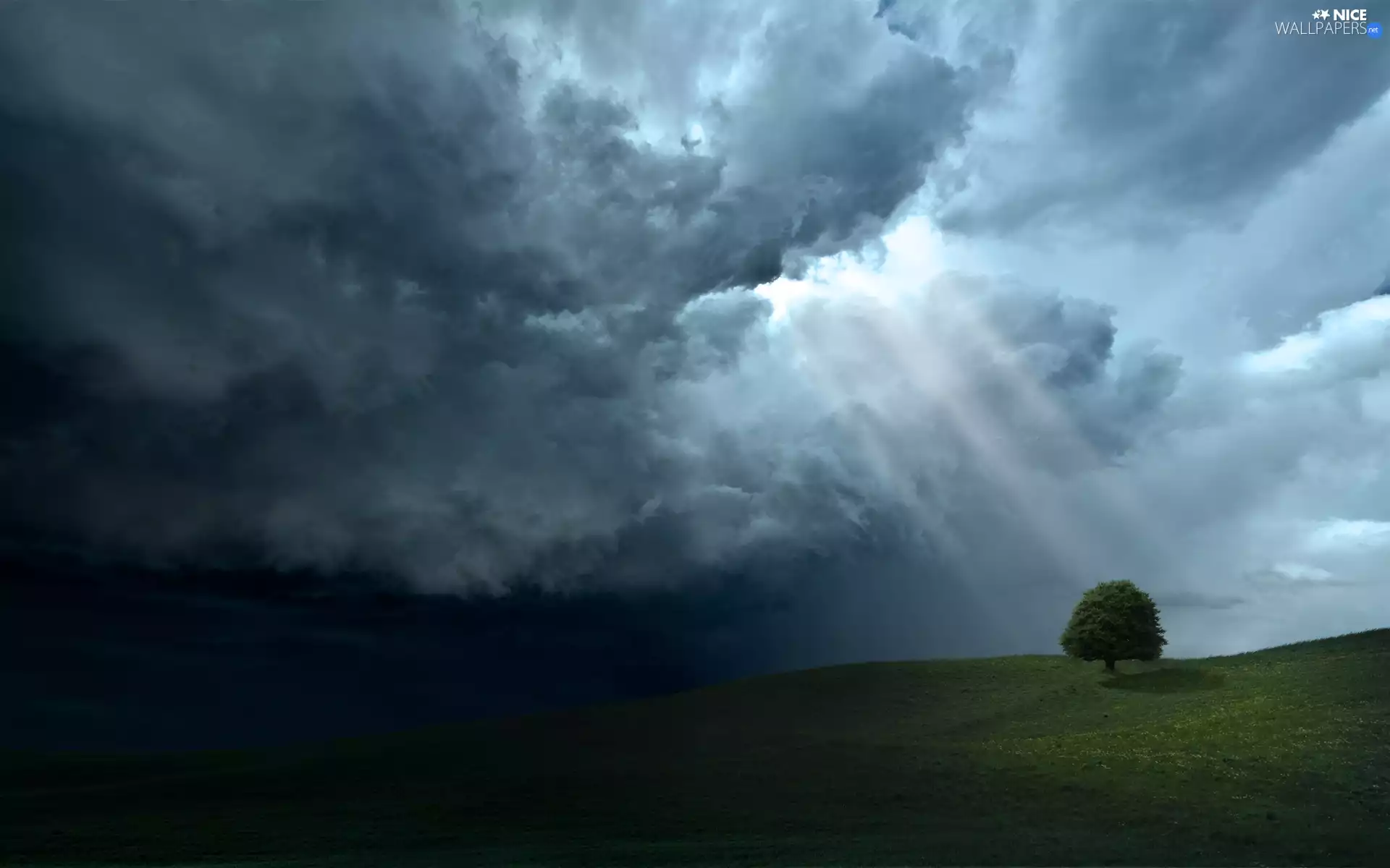 trees, rays, sun, Meadow