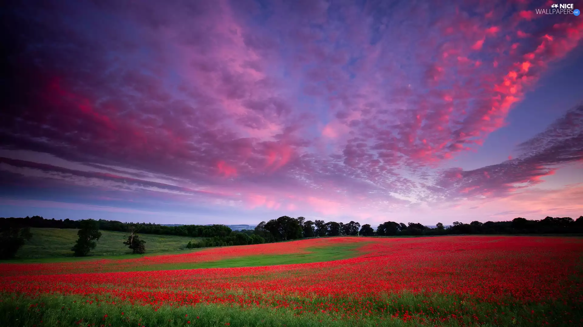 papavers, clouds, viewes, Flowers, Great Sunsets, trees, Meadow