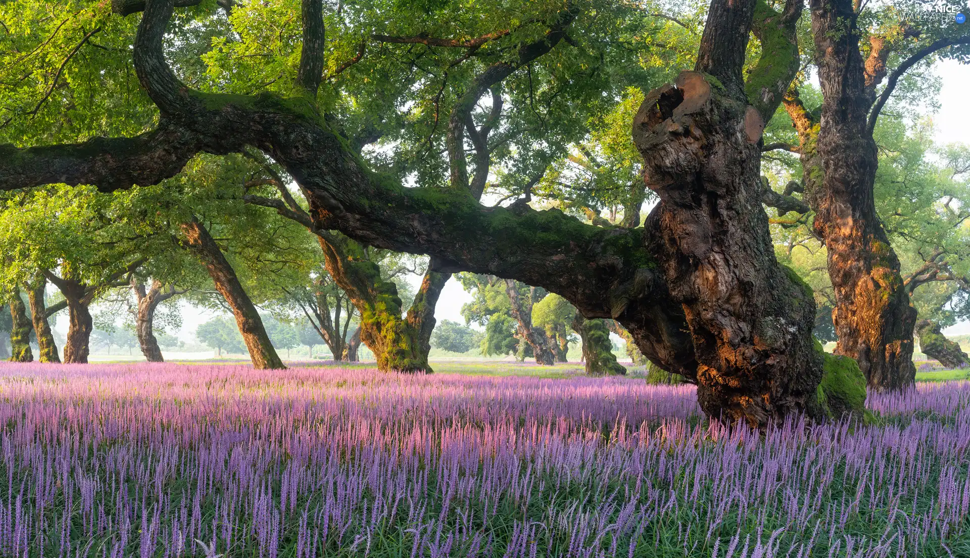 Flowers, Meadow, viewes, purple, trees