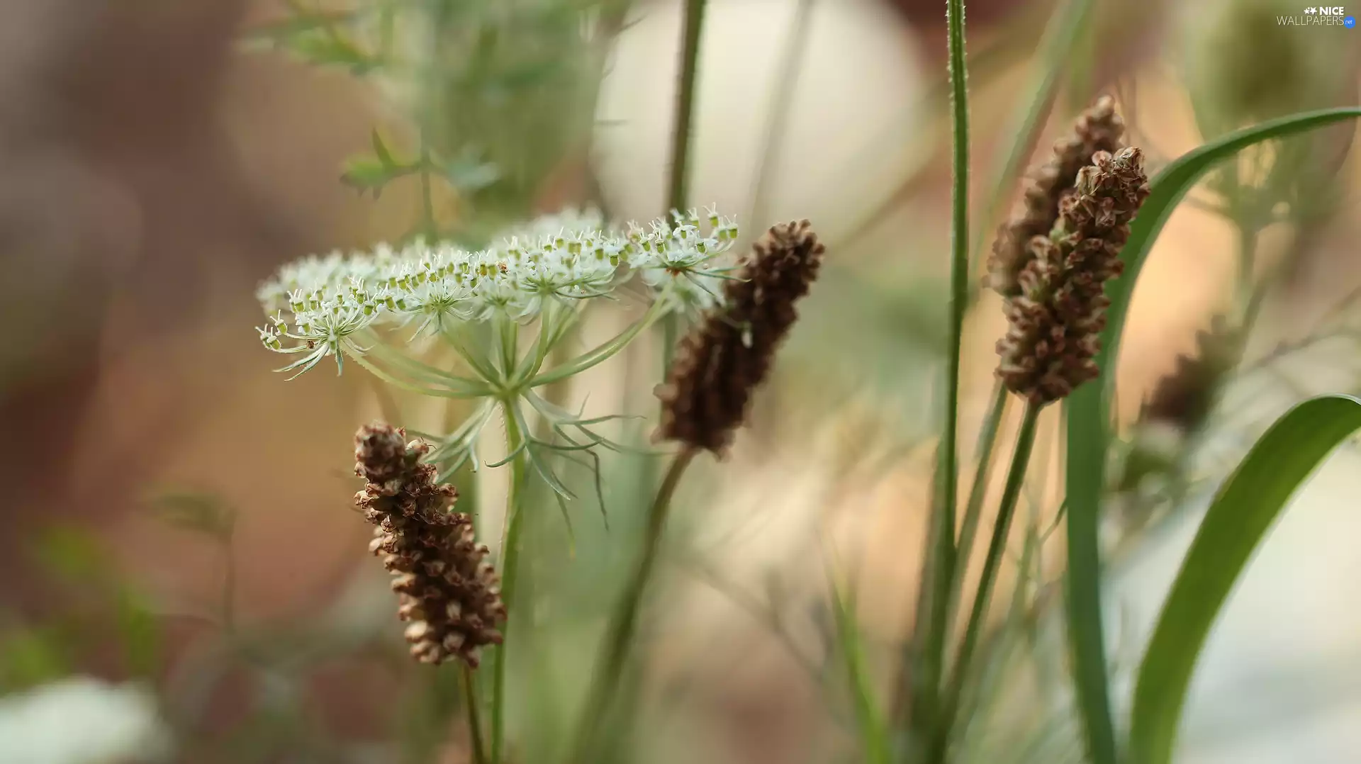 Wild Carrot, Plants, Meadow