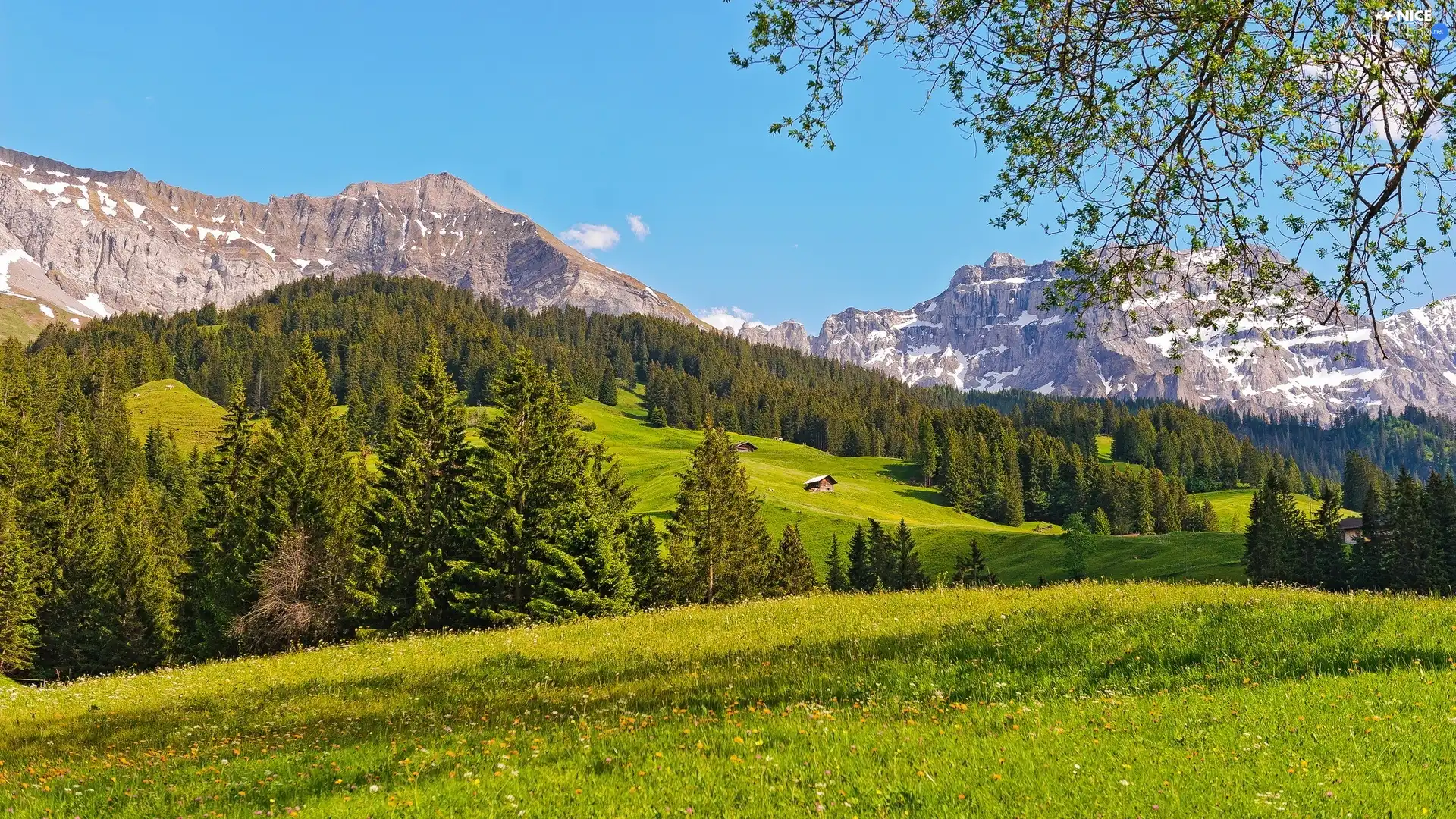 Meadow, Mountains, woods