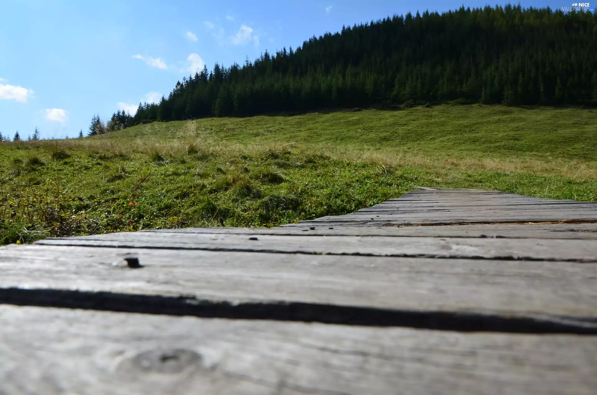 Zakopane, boarding, forest, Meadow