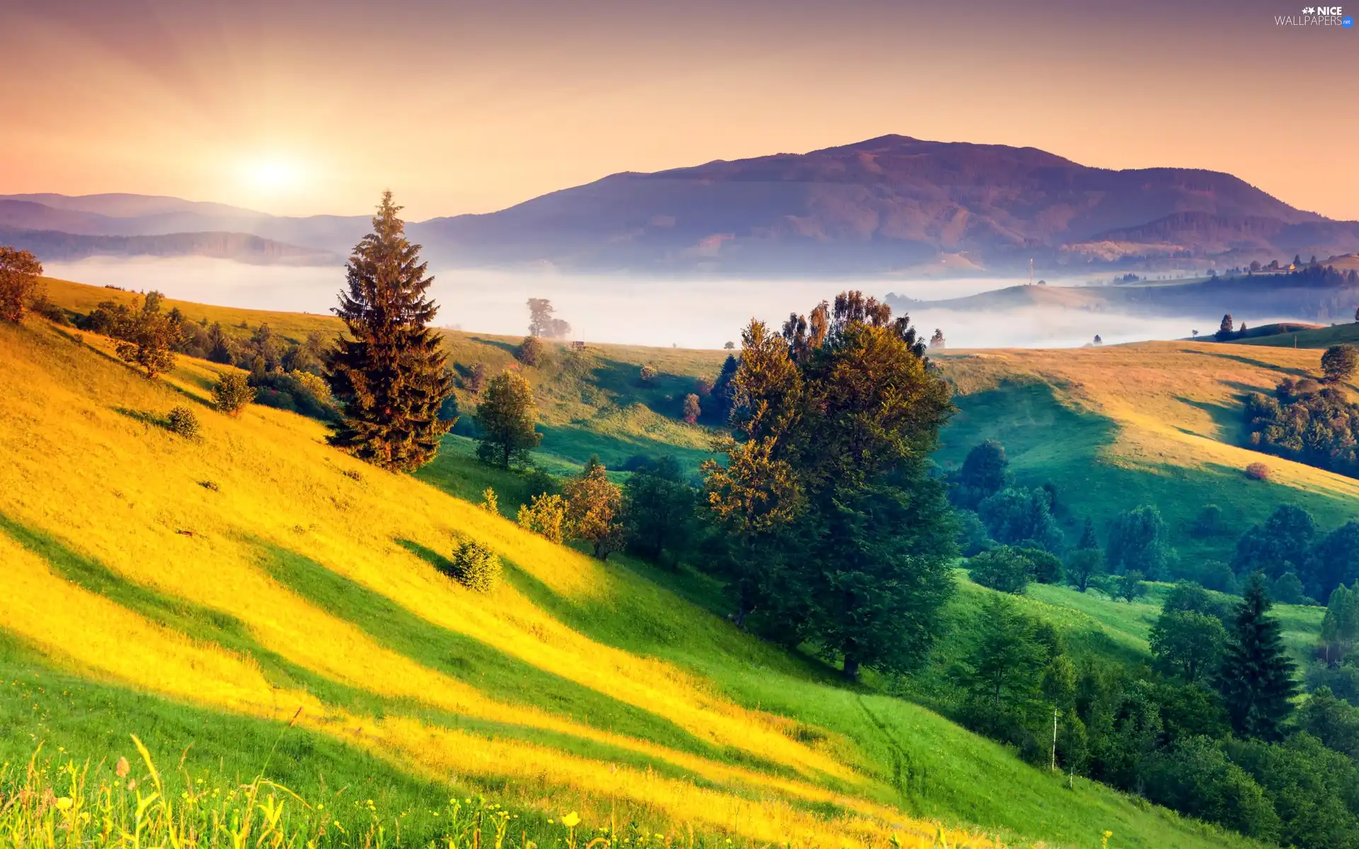 woods, Fog, rays, Mountains, lake, medows, sun