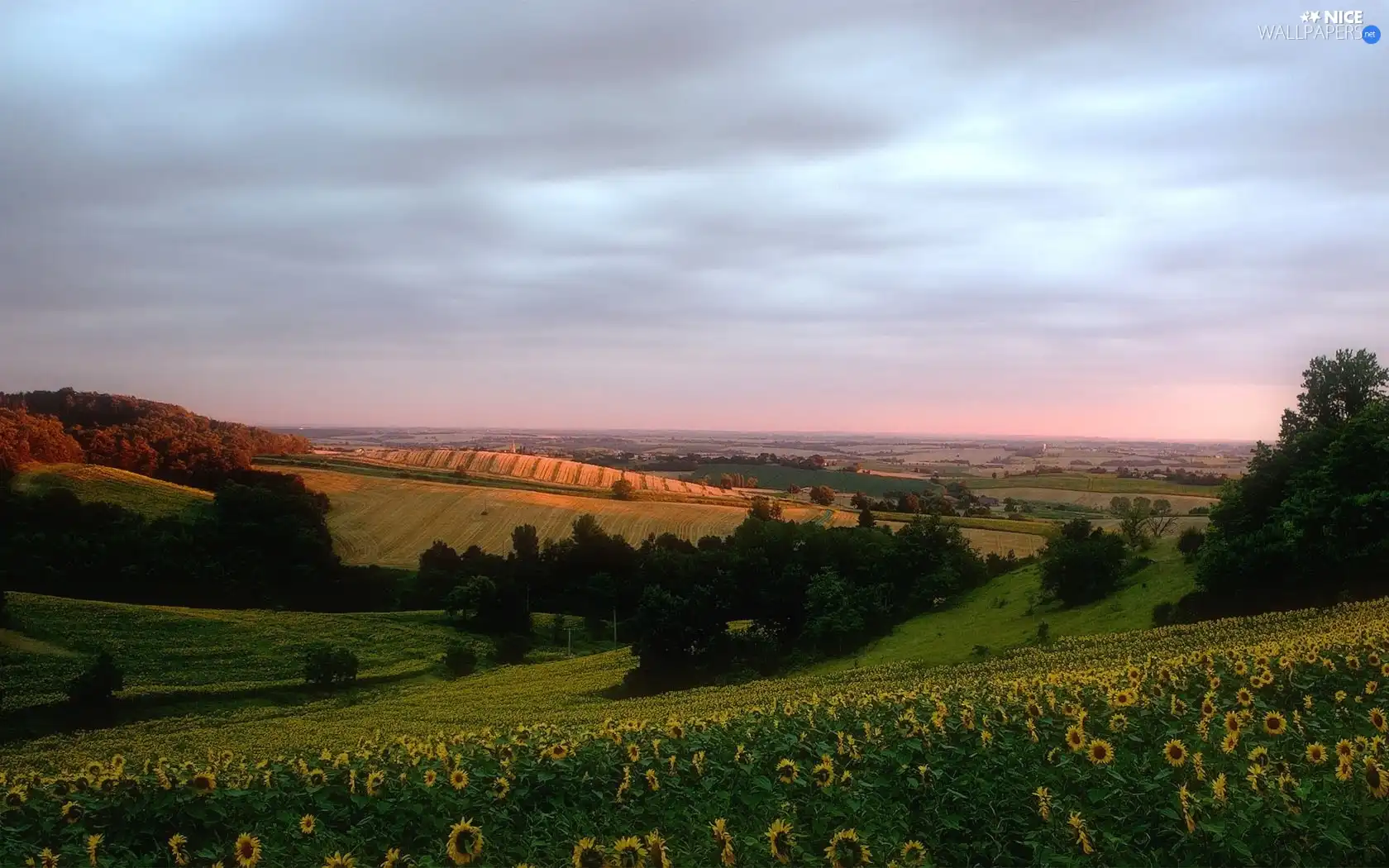 Nice sunflowers, field, medows