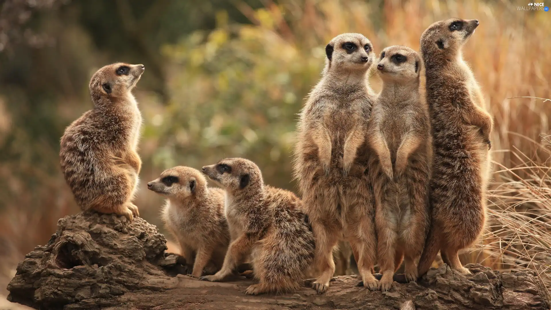 Meerkats, seating, standing