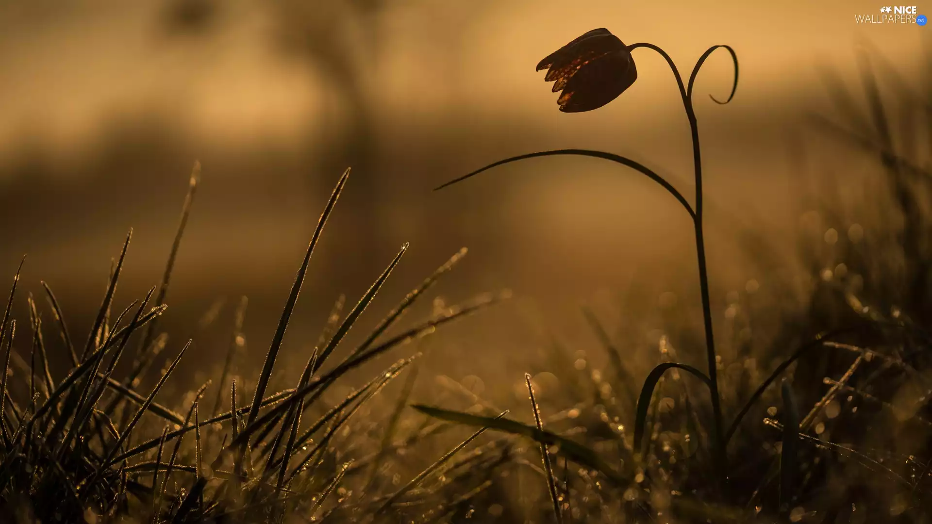 grass, Colourfull Flowers, fuzzy, background, dew, Fritillaria meleagris