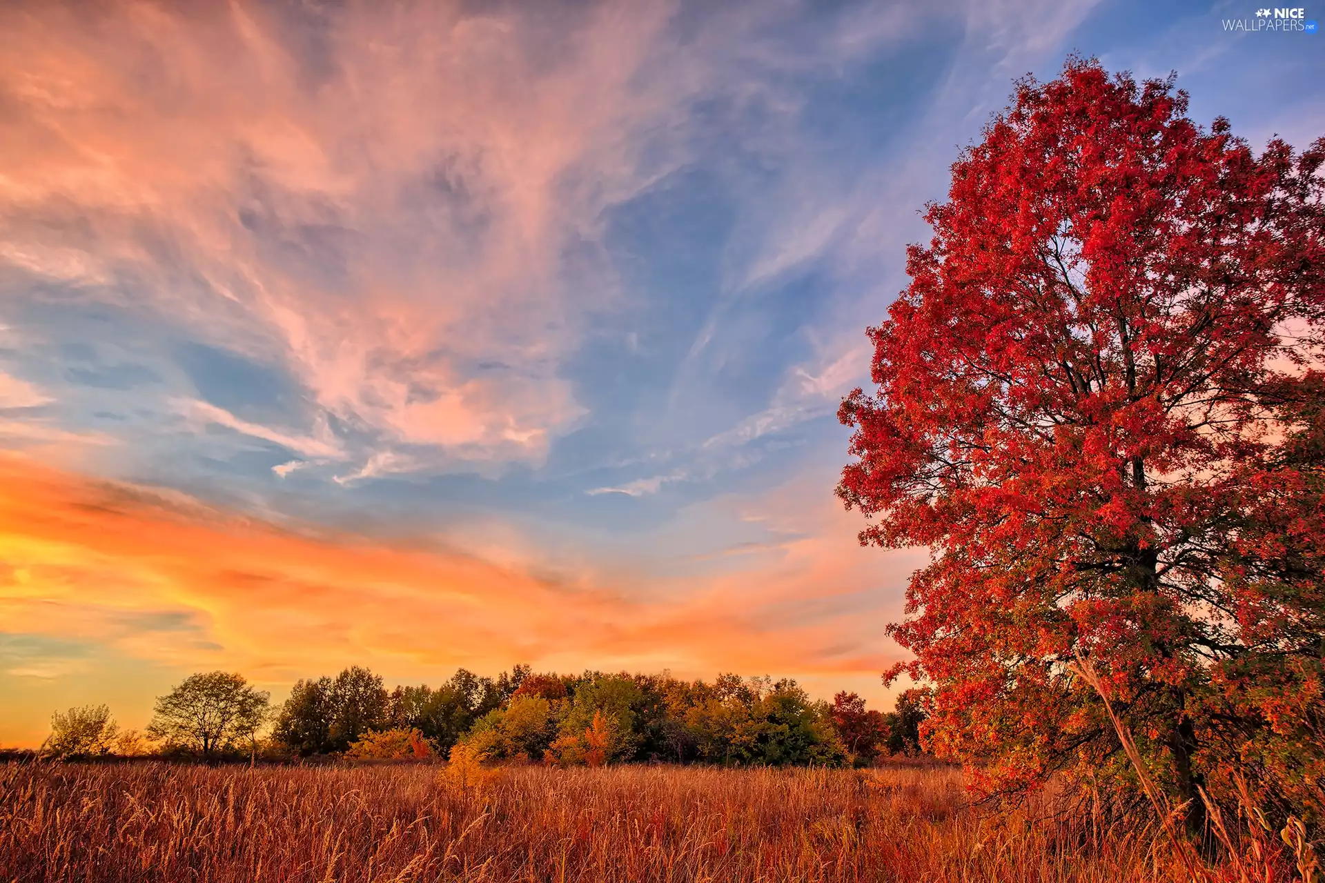 Nature Reserve James A. Reed Memorial Wildlife Area, trees, autumn, viewes, Great Sunsets, Missouri, The United States, grass