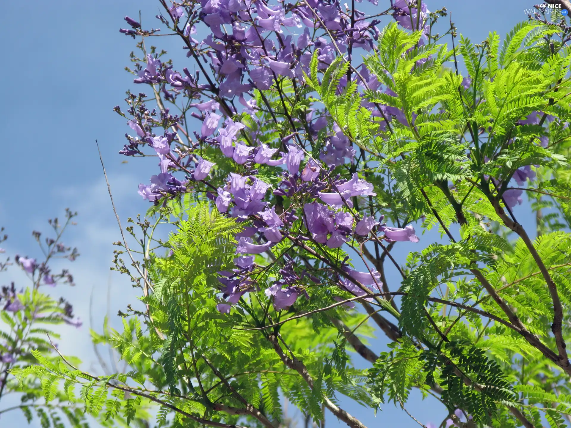 Jacaranda, Jacaranda mimosifolia