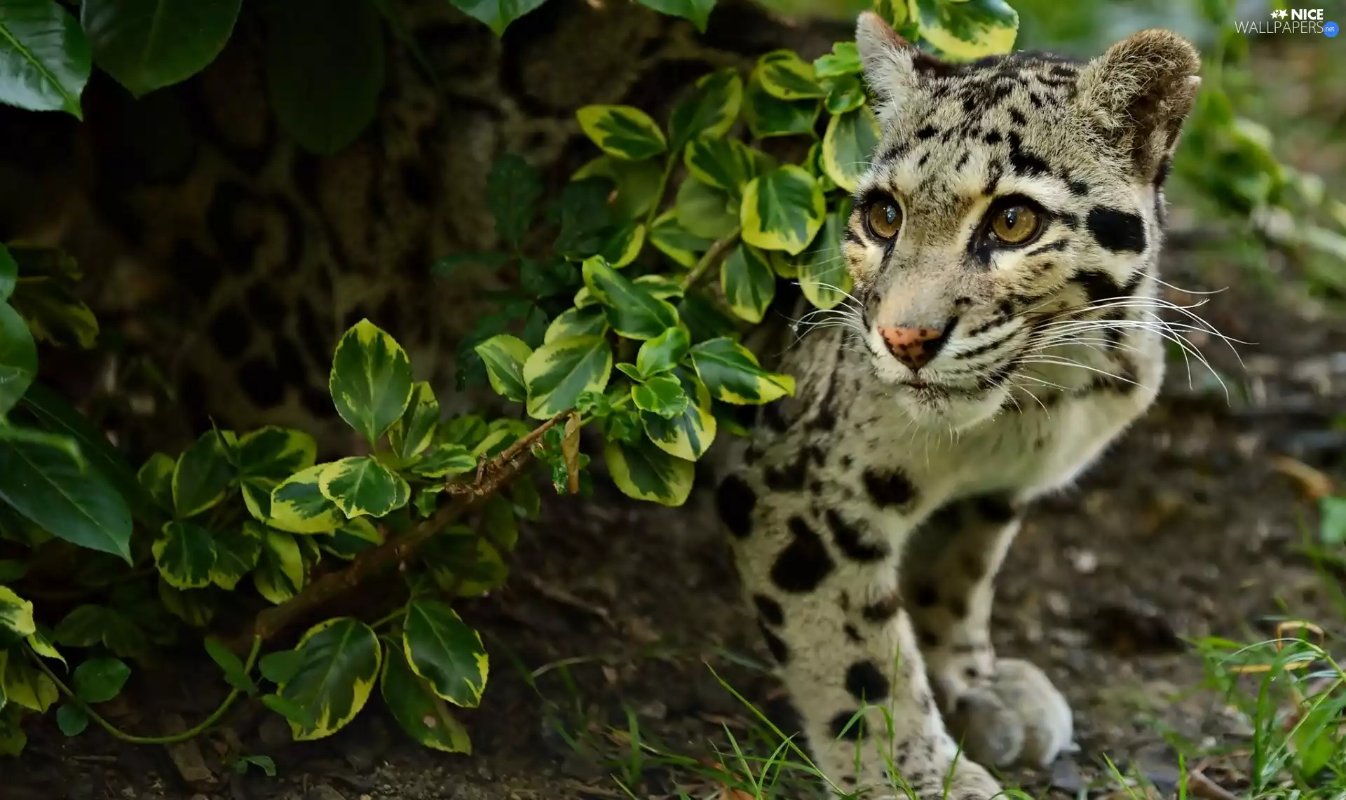 Panther, green, Bush, Misty