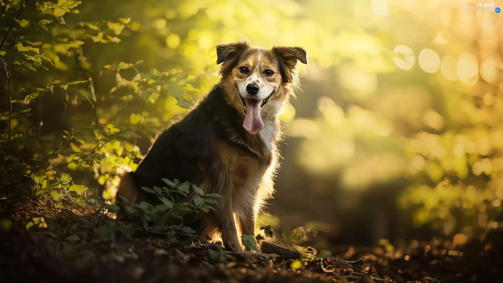 dog, Bush, Leaf, mongrel