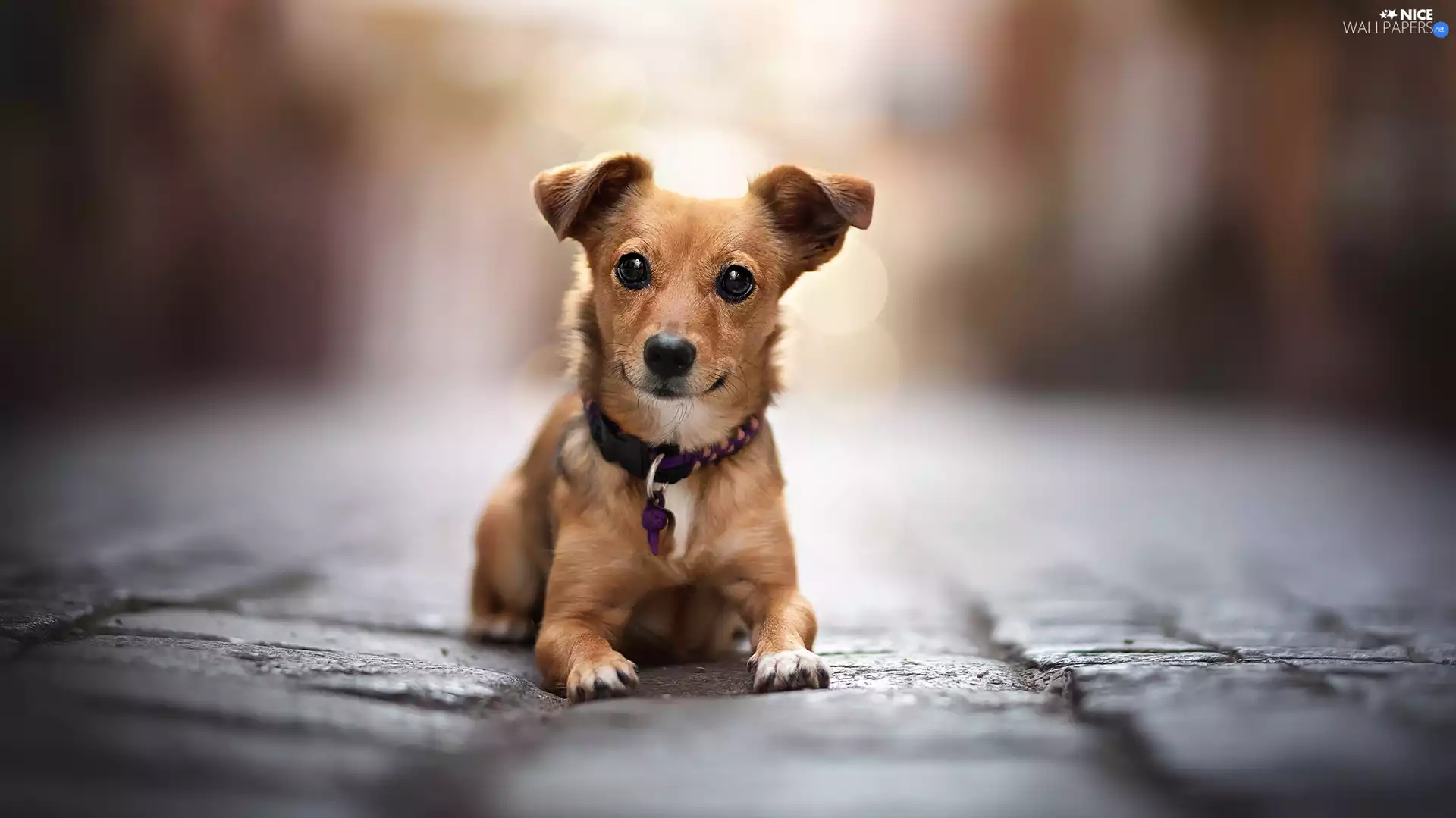 dog, mongrel, dog-collar, Puppy