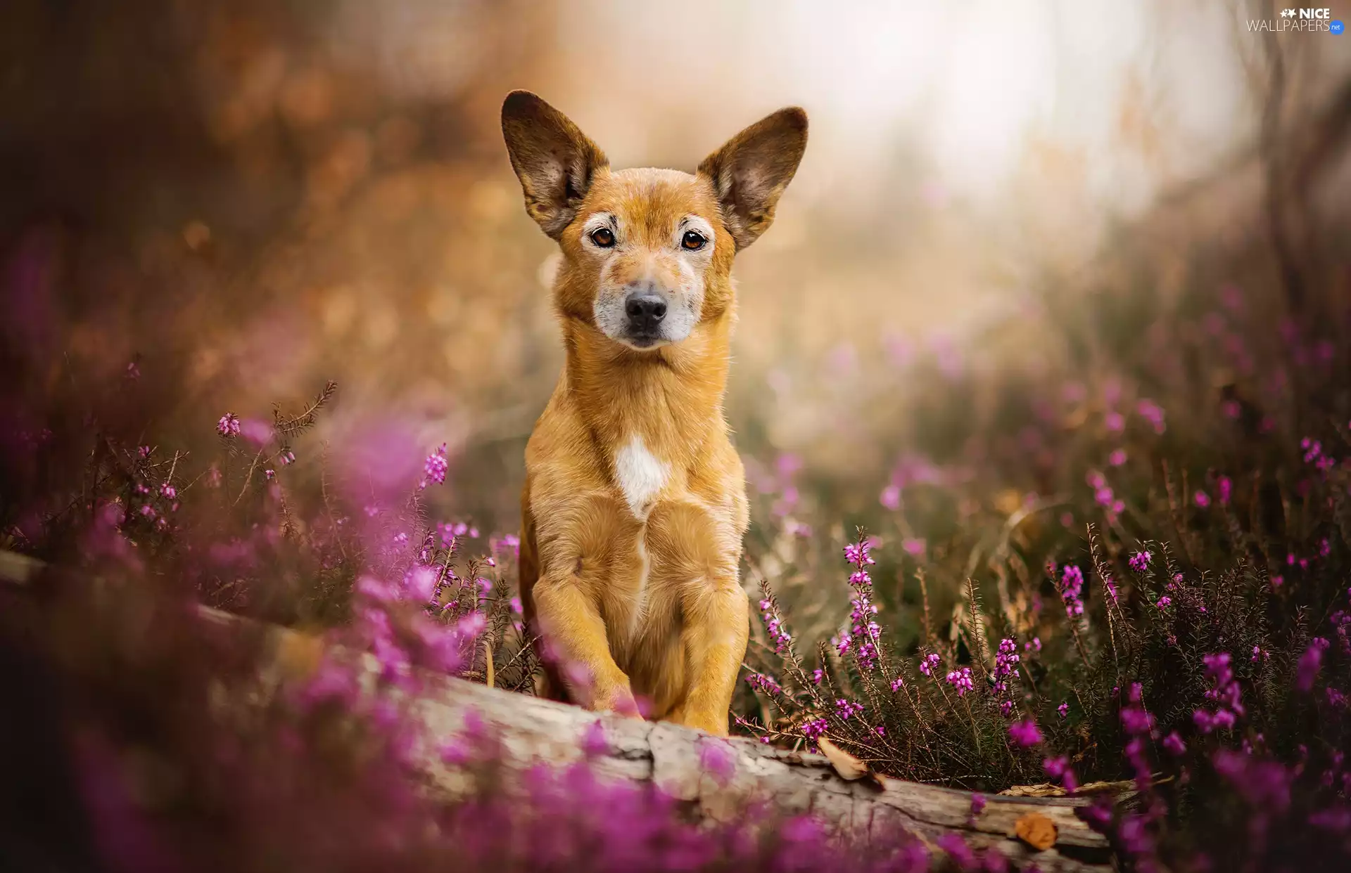 doggy, log, heather, mongrel