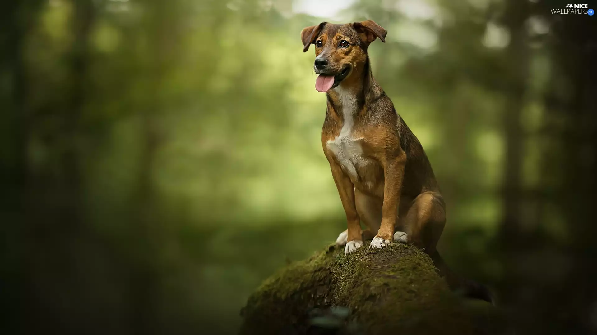 doggy, mossy, trunk, mongrel