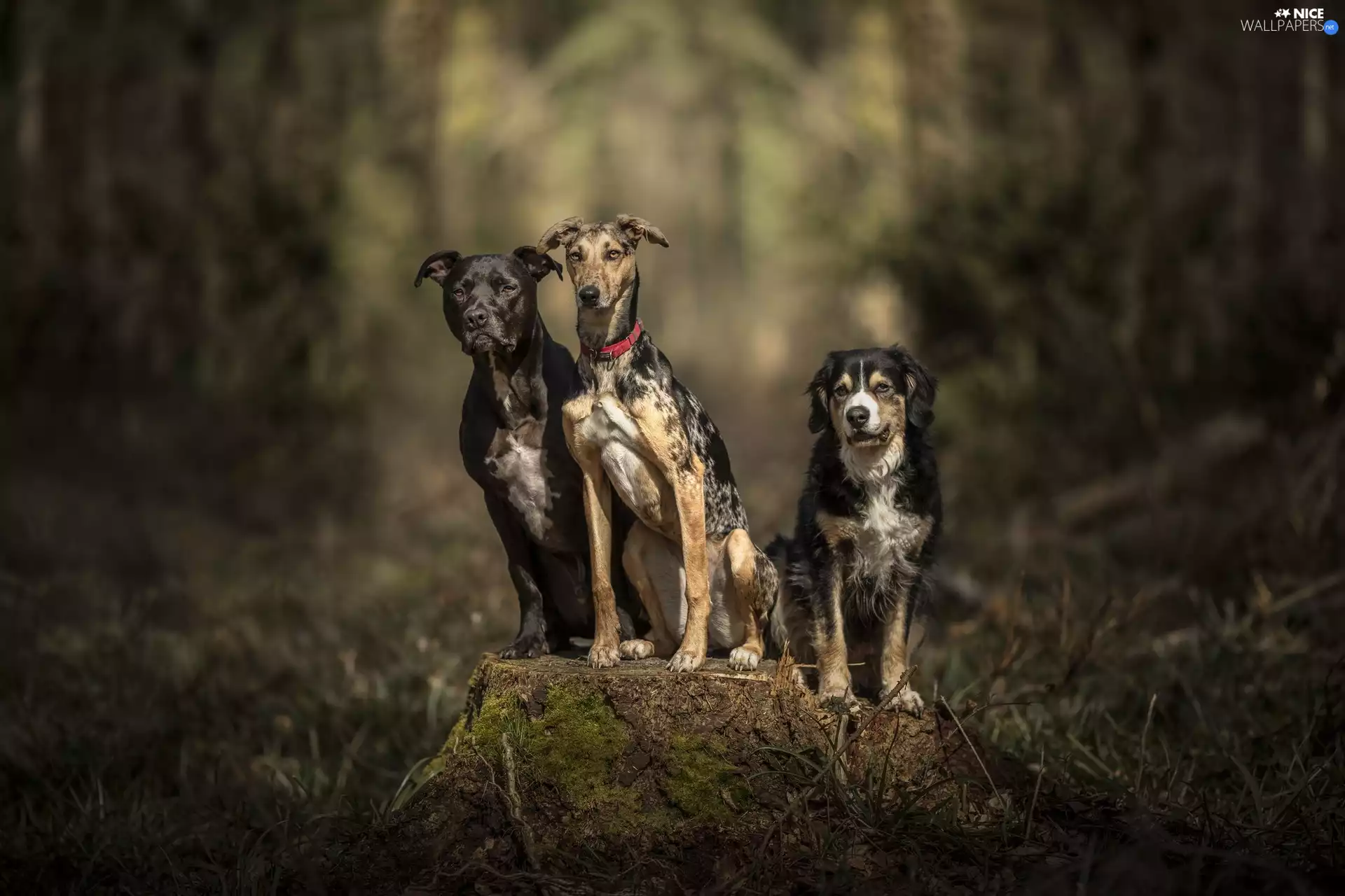 Whippet, mongrel, Dogs, Amstaff, Three