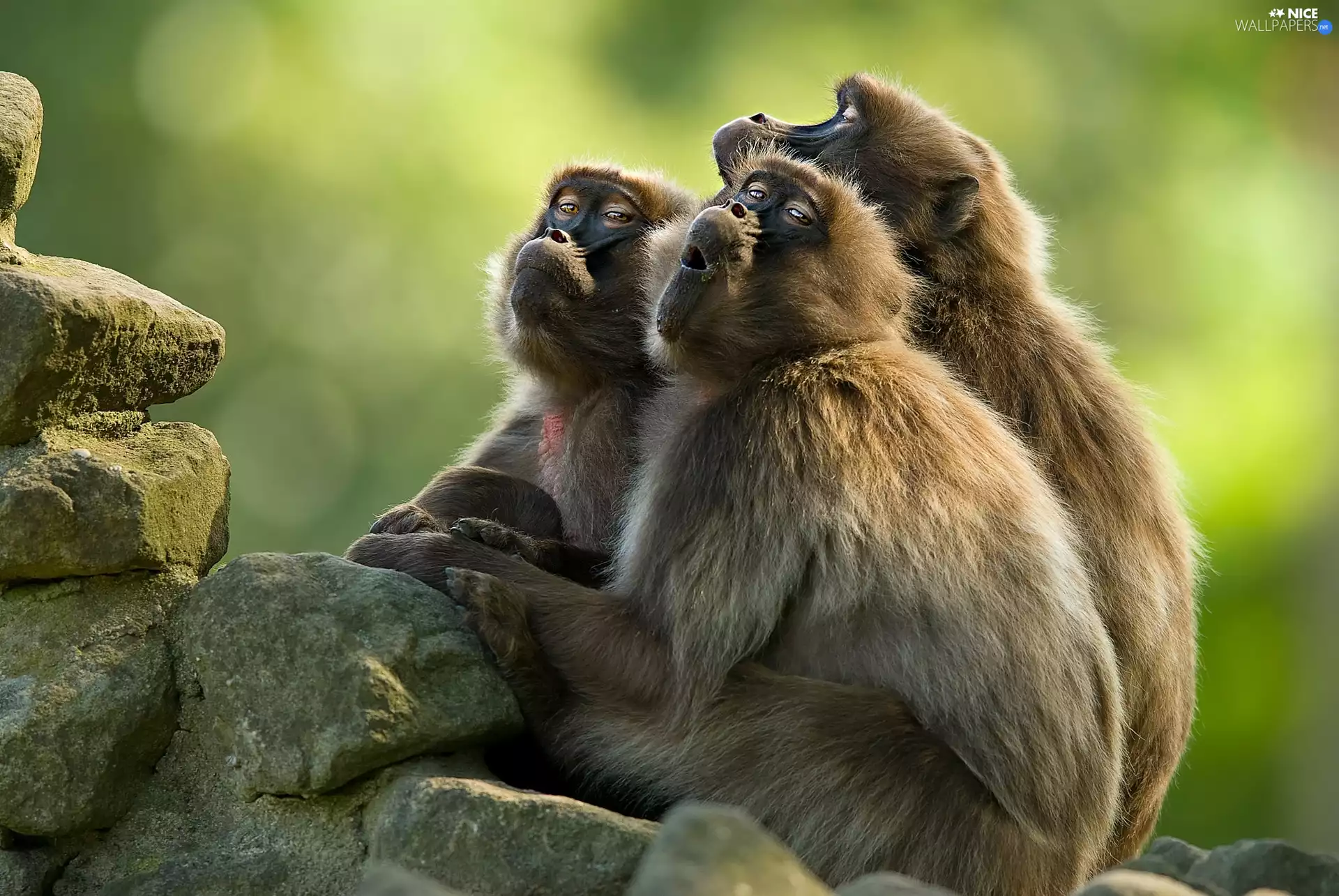 Gelada Baboon, Stones, monkey, Females, Three