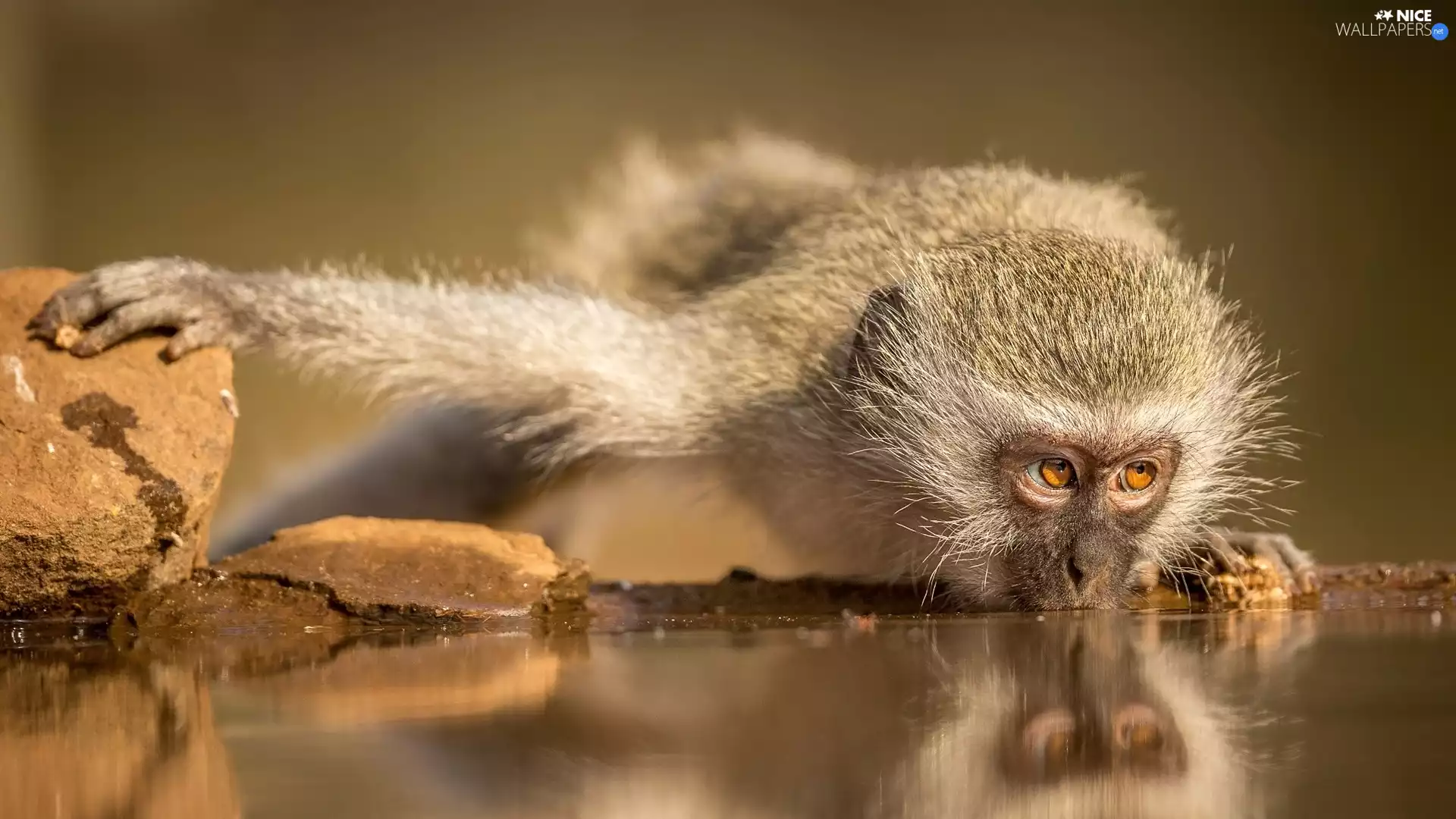 water, Green Monkey, Monkey