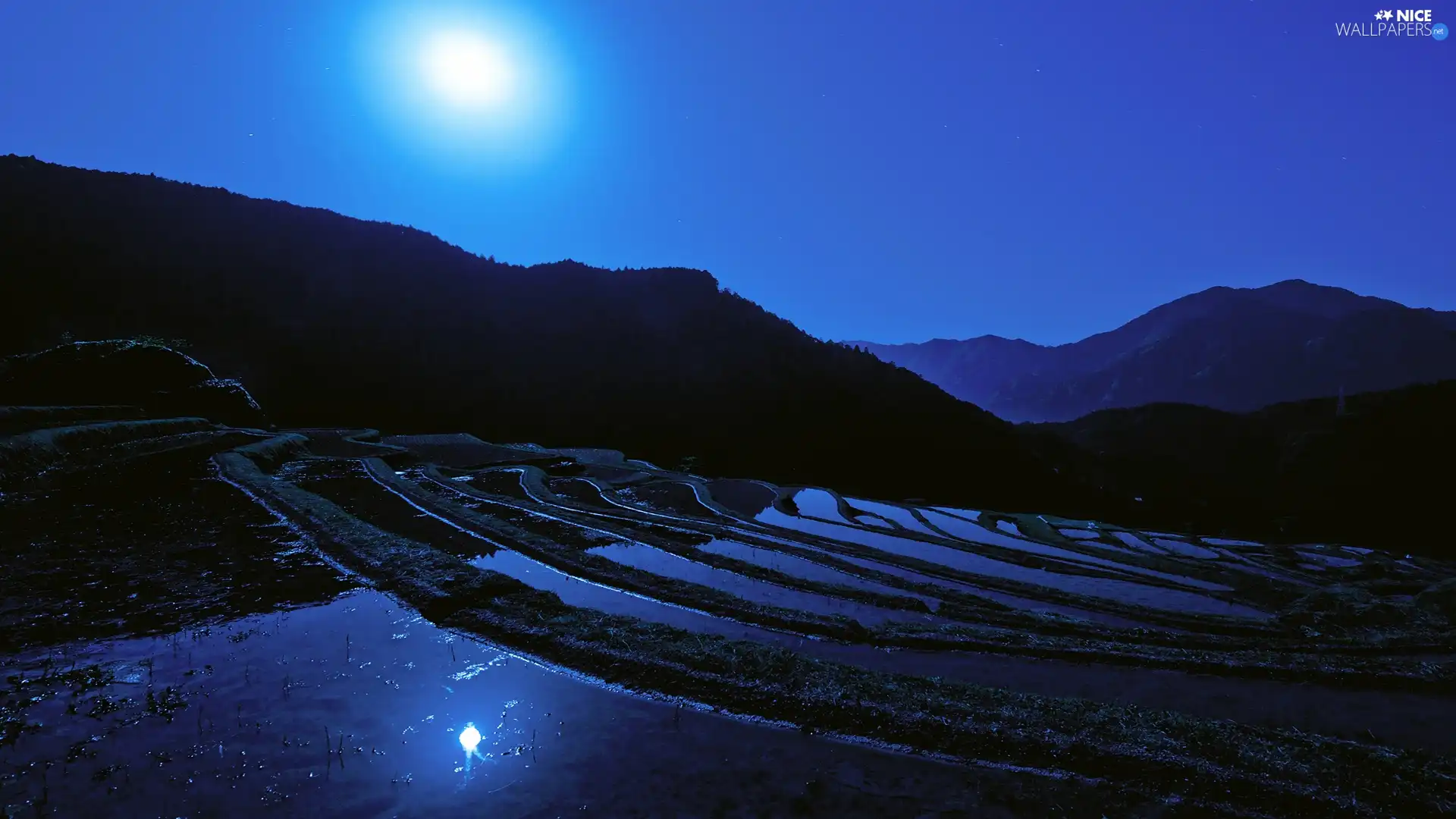moon, Sky, rice, Night, field
