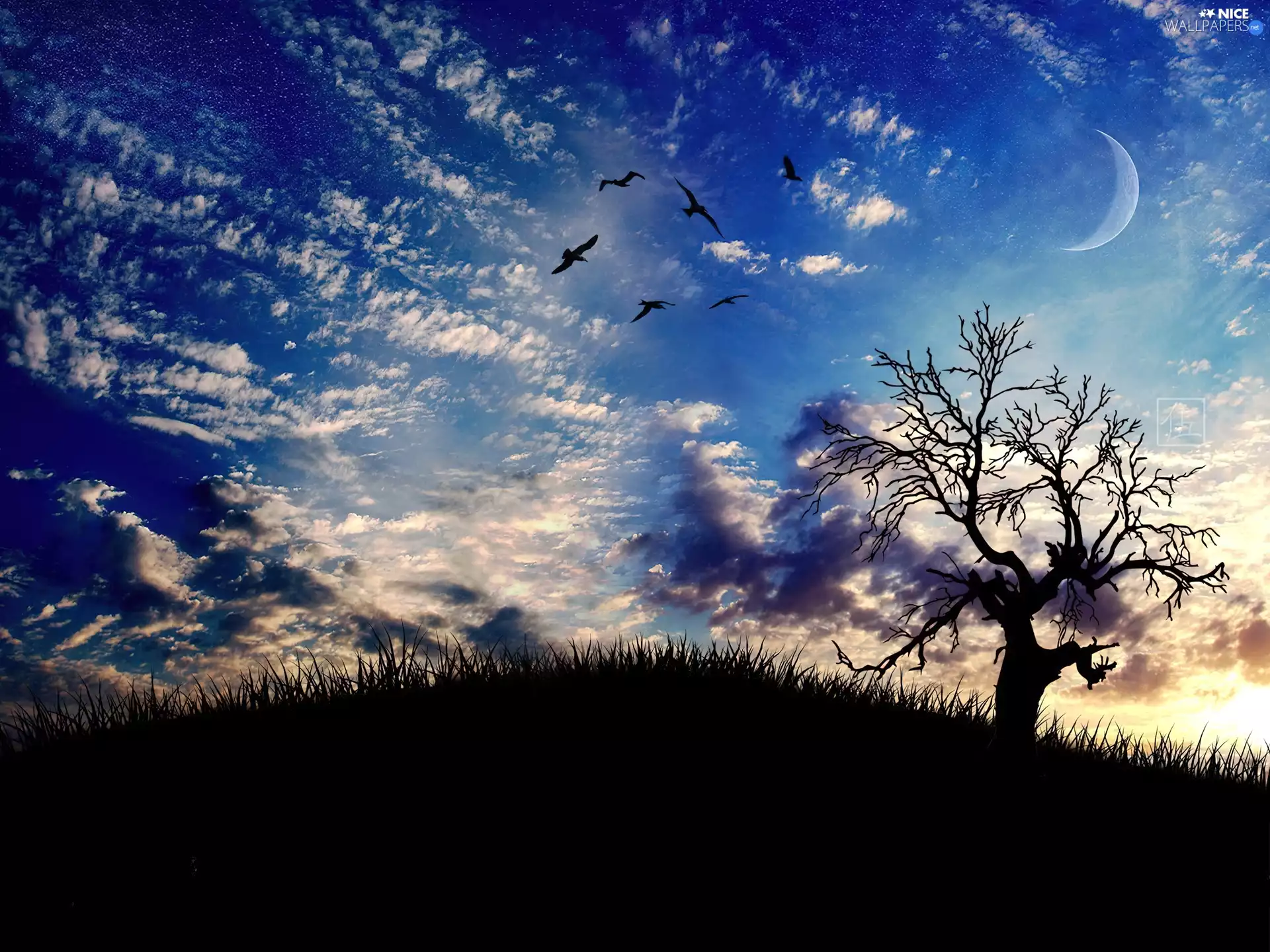 Sky, Night, trees, moon