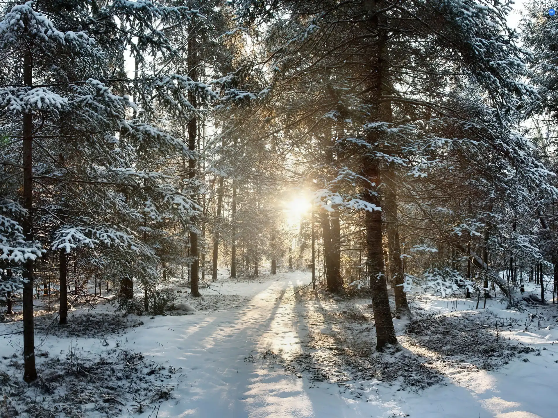 forest, sun, morning, rays