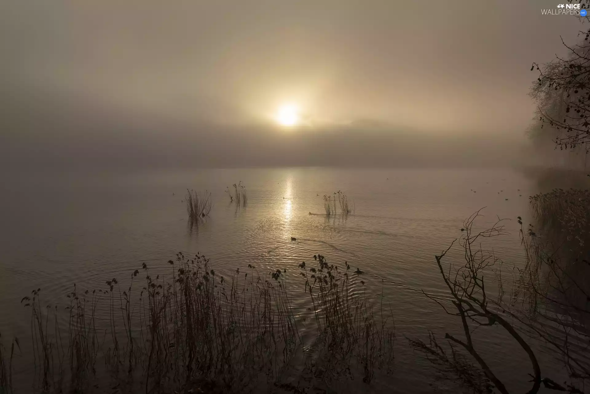 Sunrise, morning, grass, Fog, lake
