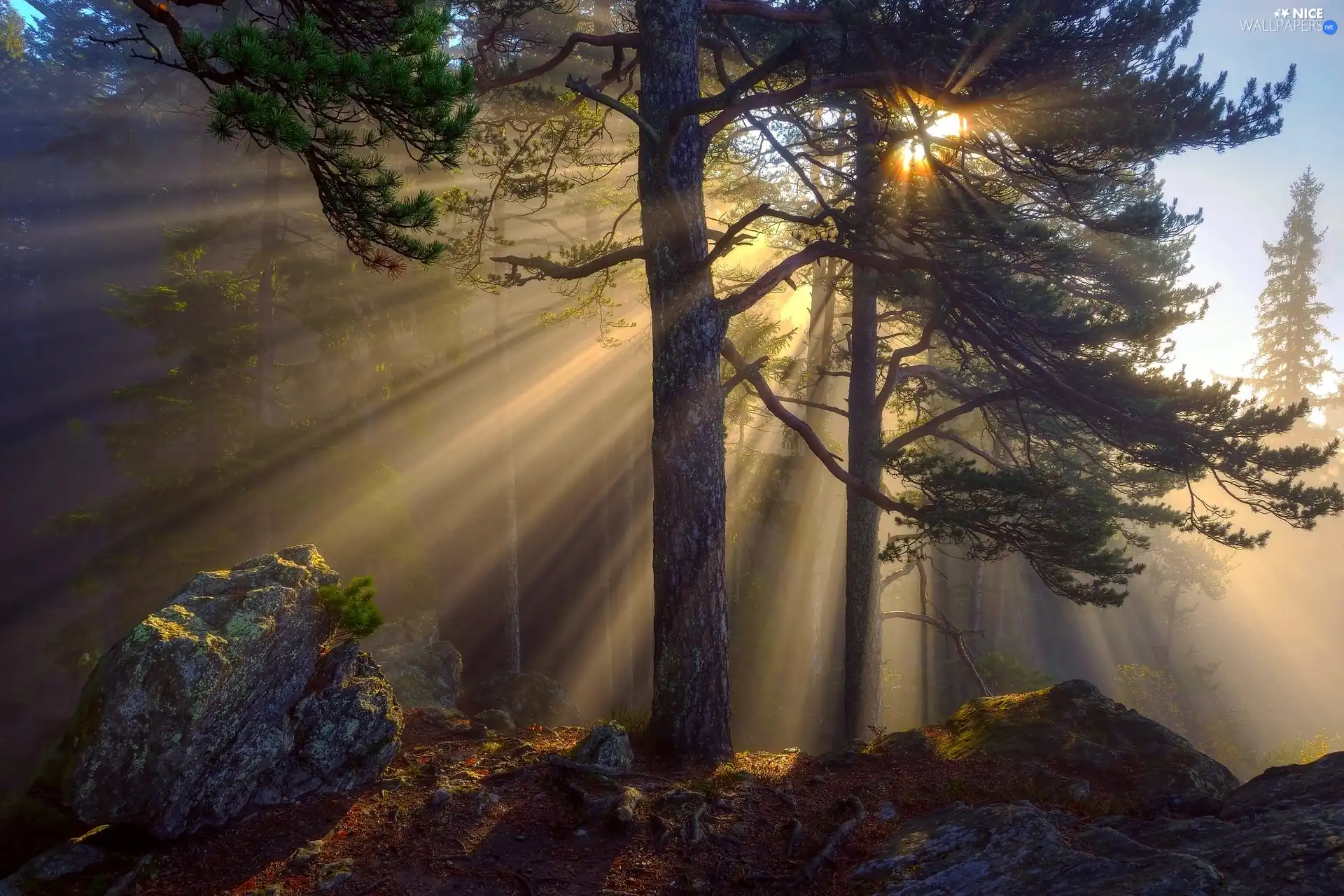 Sunrise, trees, Fog, viewes, forest, morning, Stone