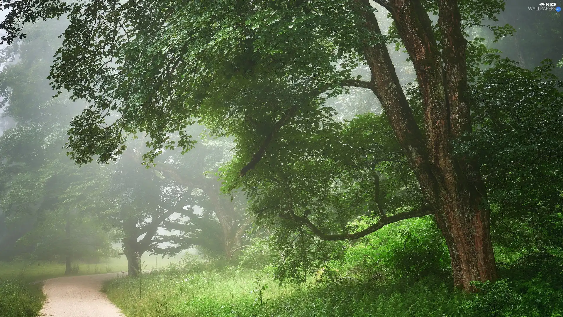 Fog, Park, summer, Leaf, Path, viewes, trees, morning