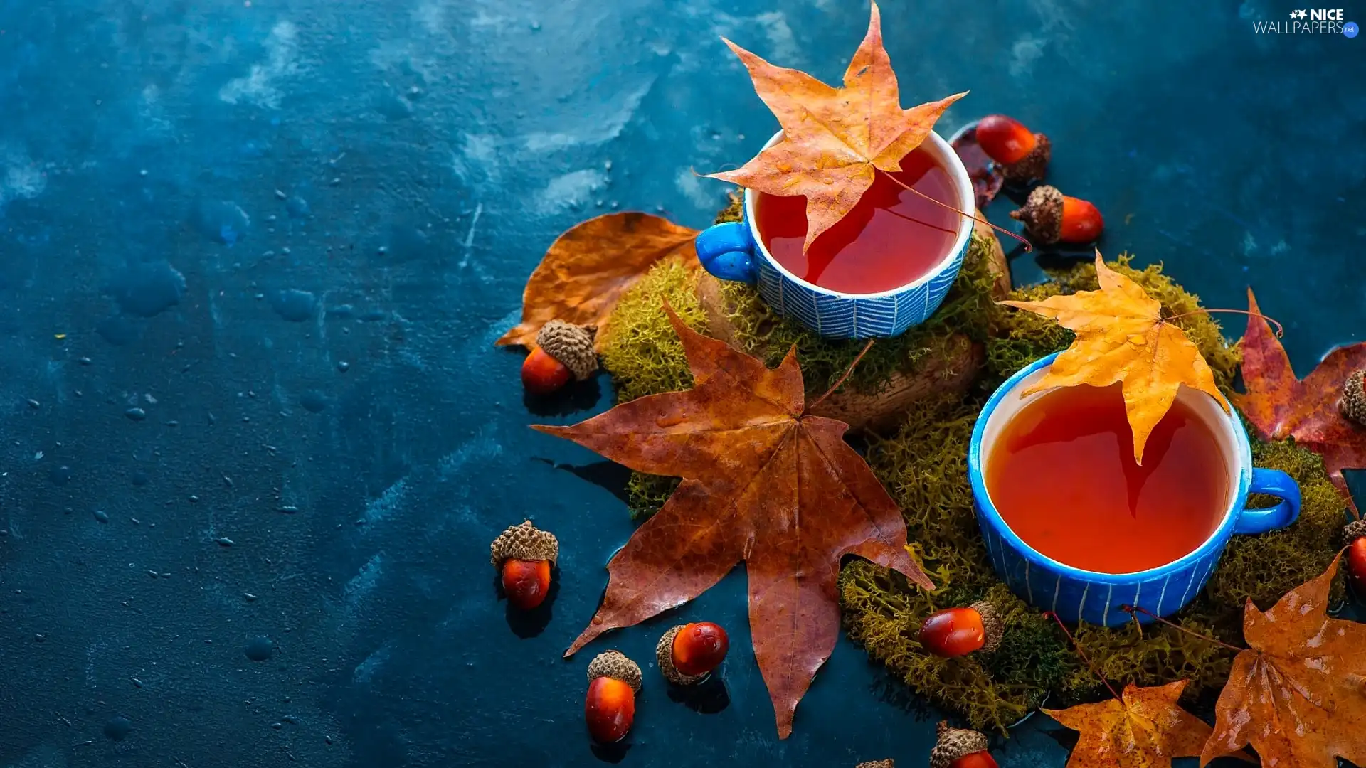 cups, tea, Acorns, Moss, Leaf, Blue