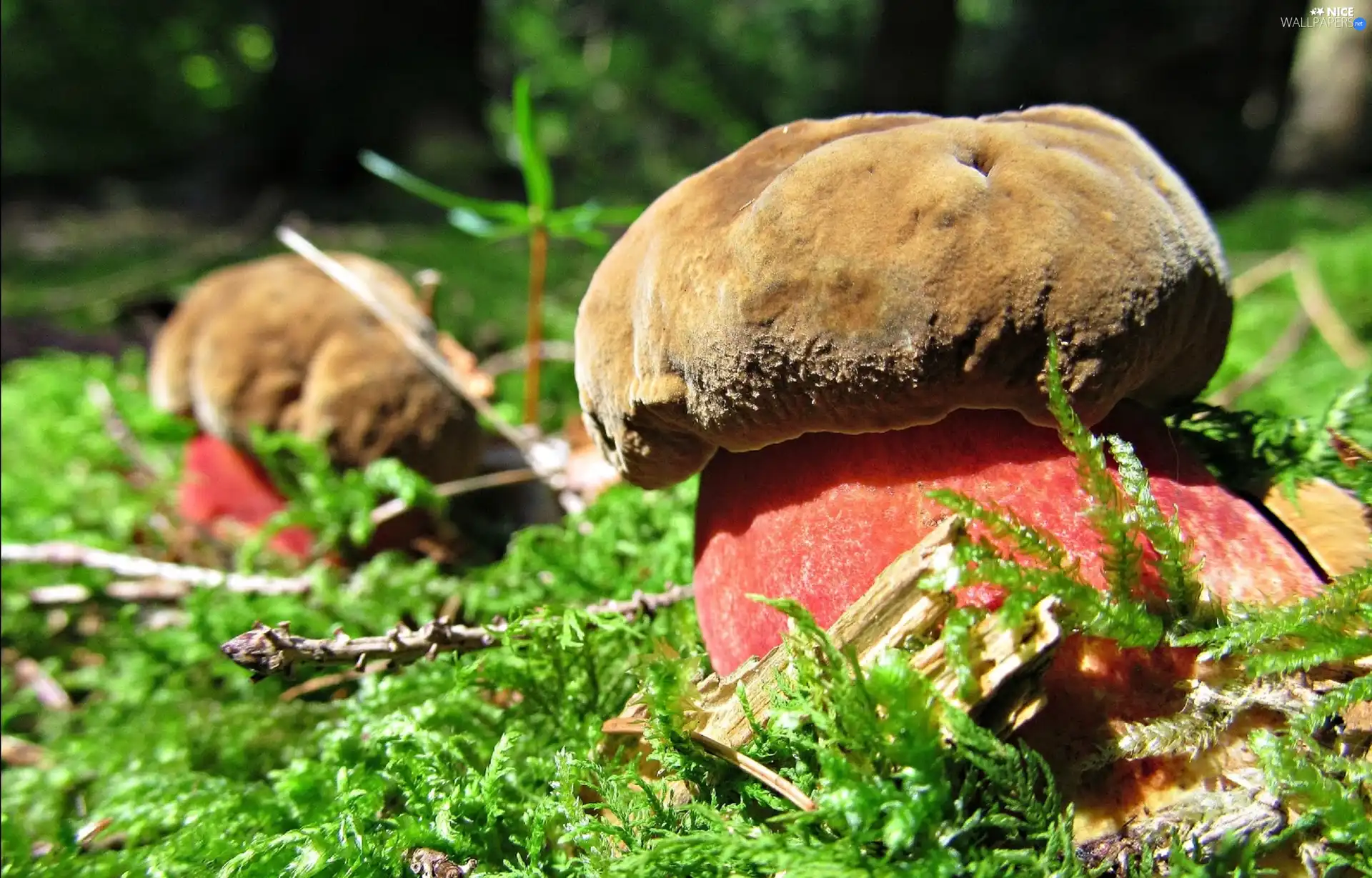 boletus, Moss