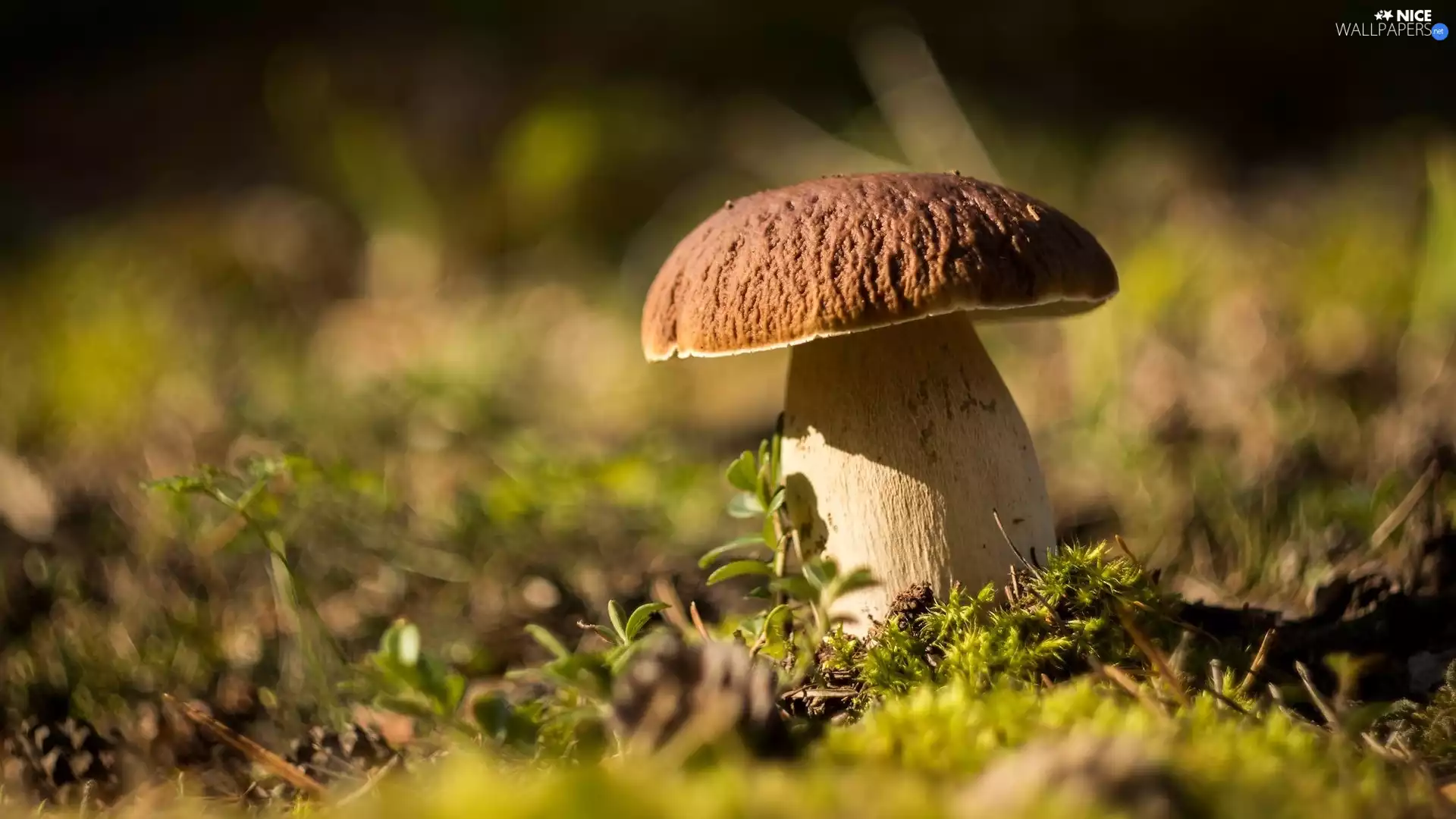 Moss, Mushrooms, boletus